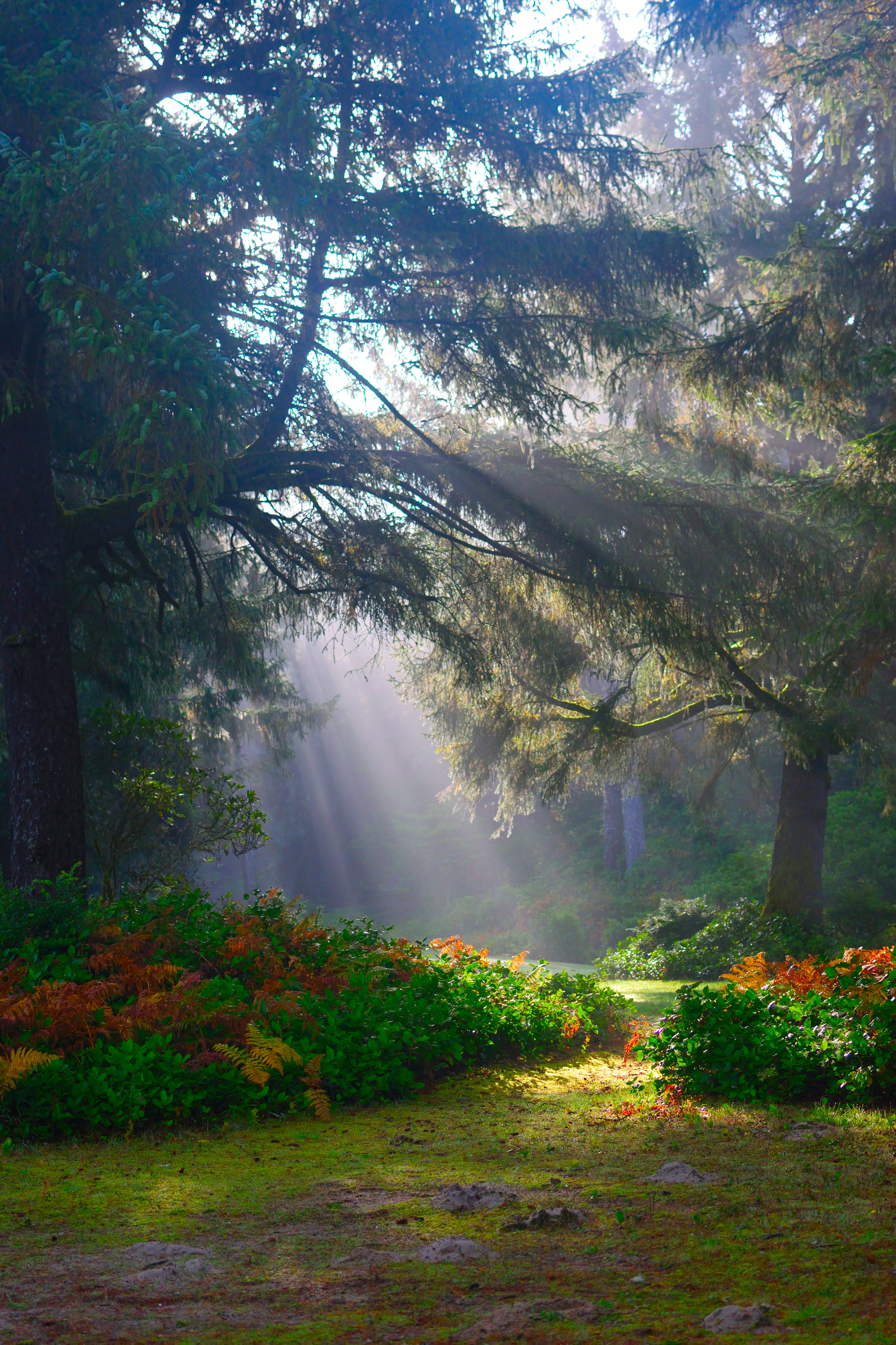 landscape, woods, woodland, Sun Rays, land, green, forest, beauty in nature, morning sun, nature, beaming, growth, daylight, park, streaming, early morning, Phone HD Wallpaper