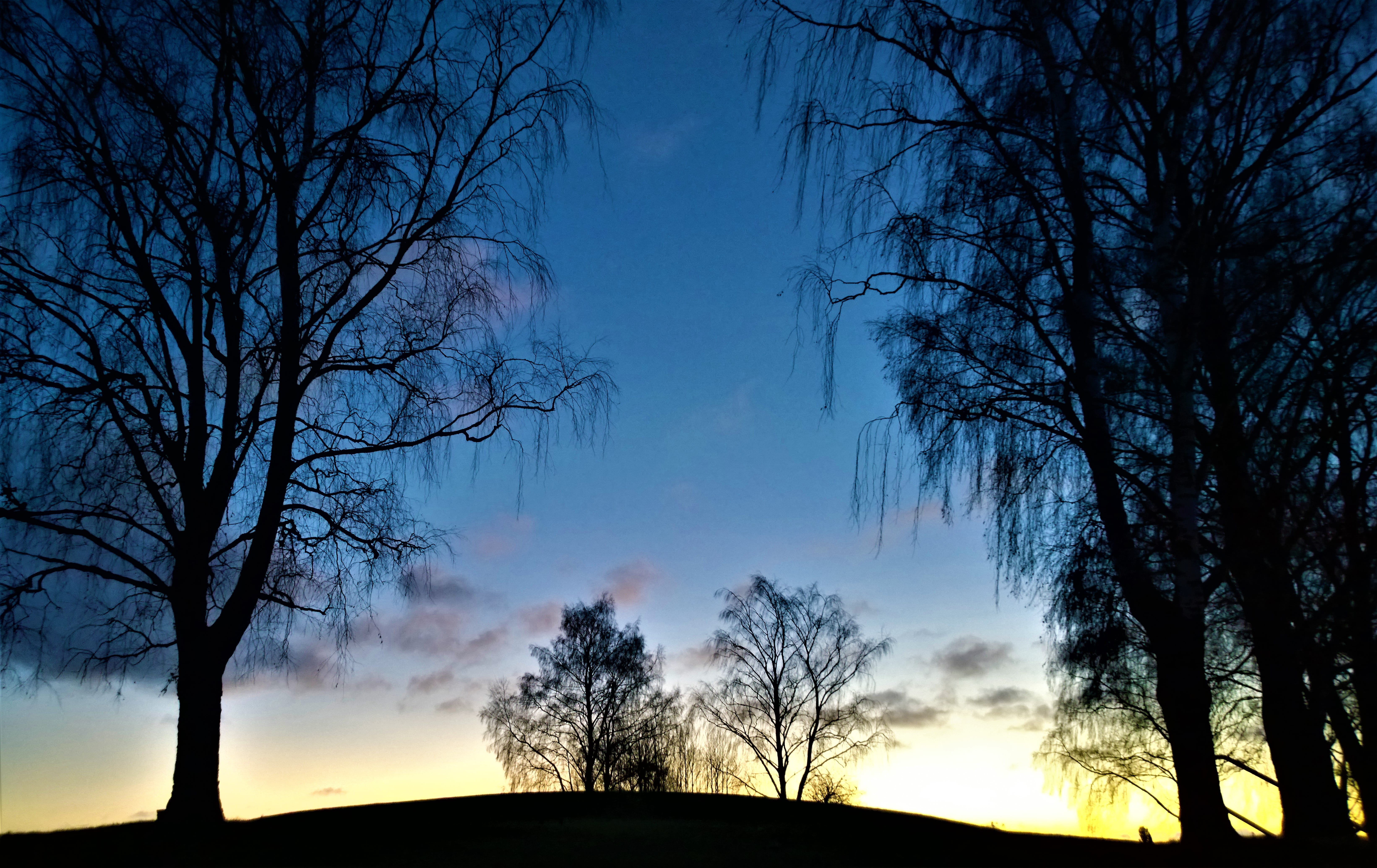 tranquility, tranquil scene, peaceful, landscapes, tree trunk, birch, outdoors, bare tree, sky, early morning, 5K, solar, romantically, nature, tree, land, HD Wallpaper