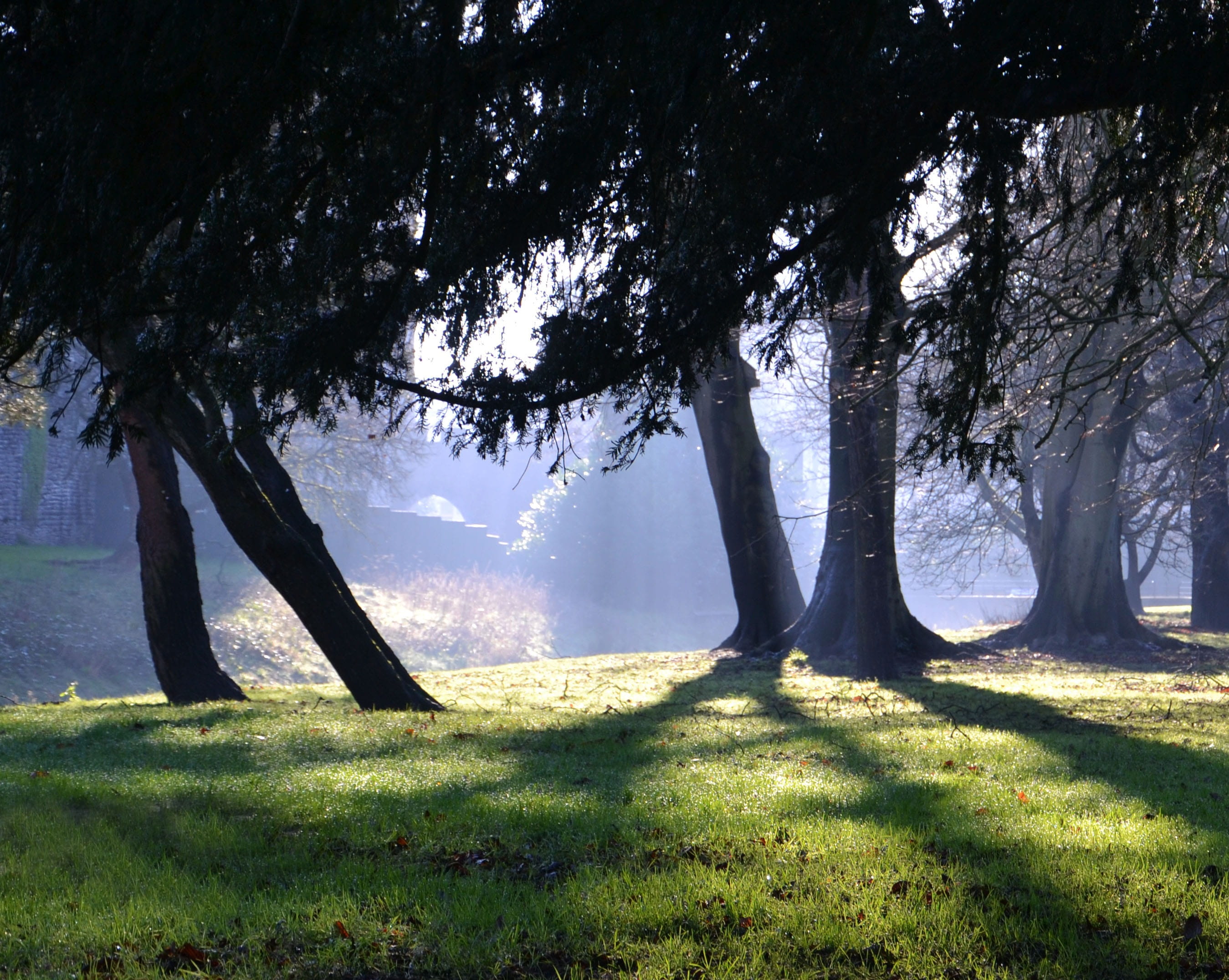 sunrise landscape, green color, plant, woodland, field, no people, scenic, beauty in nature, sunny, light, tranquility, sun, nature landscape, sunlight, HD Wallpaper