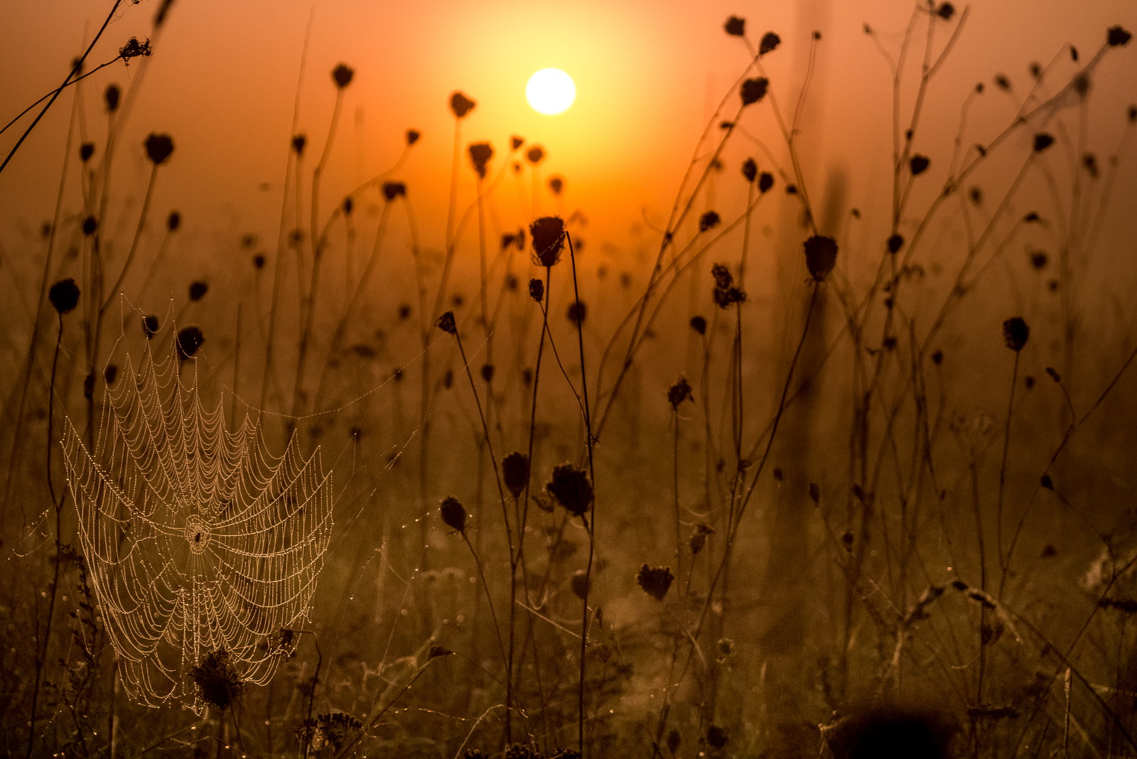 golden, Rosenhof, 720P, Early Morning, silhouettes, sunset, photography, flower, abstract, Fog, selective focus, plant, summer, meadow, grass, nature, HD Wallpaper