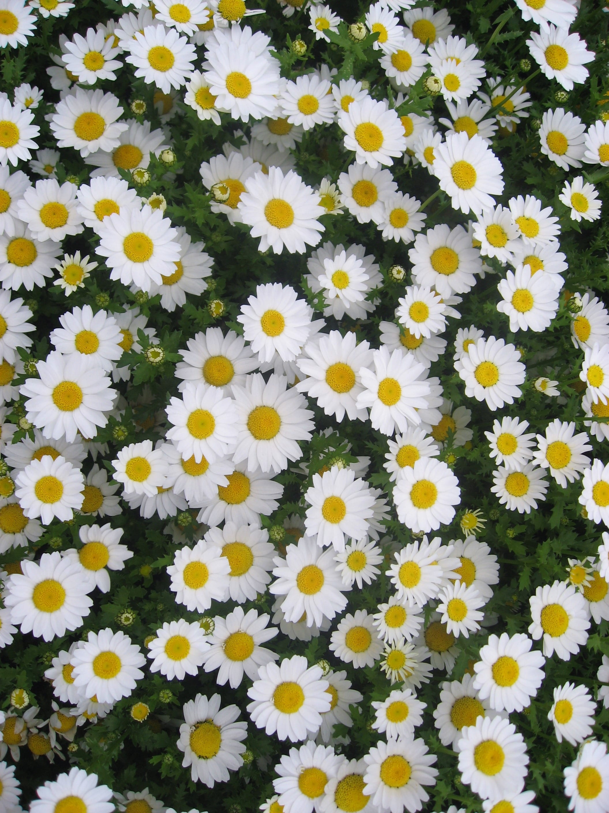 fragility, otsu park, yellow, full frame, green, growth, antomasako, pretty, flower bed, yokosuka, backgrounds, botany, springtime, flowering plant, flower head, Phone HD Wallpaper