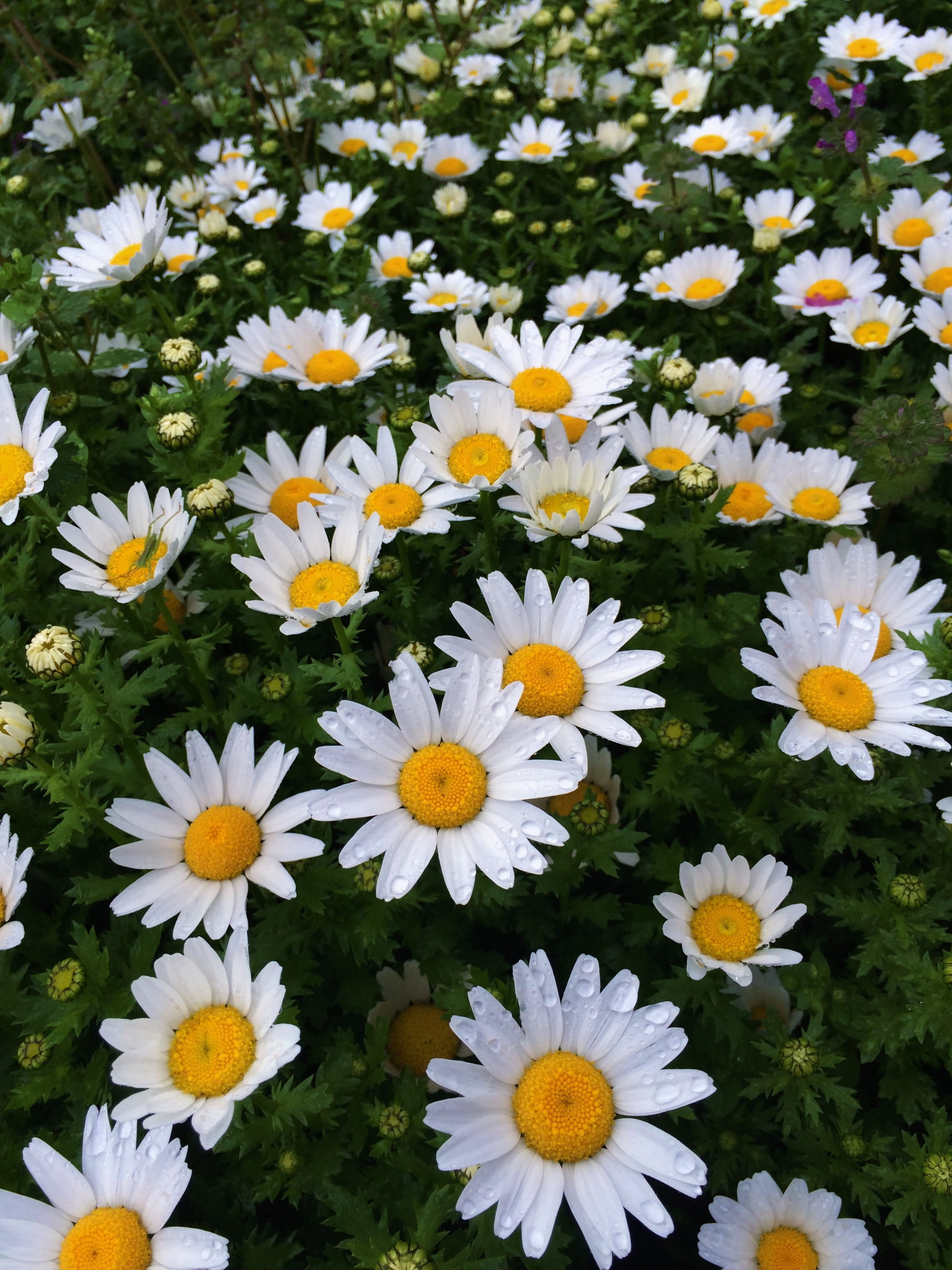 petal, white color, springtime, gazania, green, aroma, Drop Of Water, vulnerability, fragrance, pretty, flower head, nature, flower, outdoors, flowers, Phone HD Wallpaper