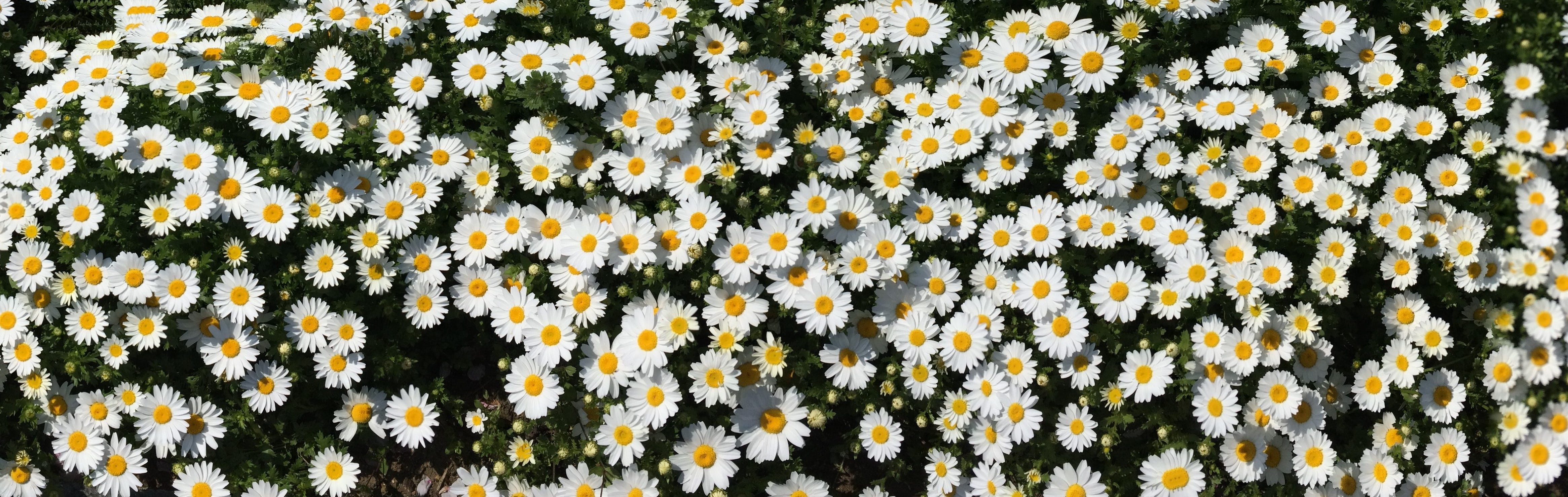 margaret, pure white, otsu park, stamen, aroma, yellow, flowering plant, meek, close-up, countless, japan, abundance, small, flowering, flower garden, plant, HD Wallpaper