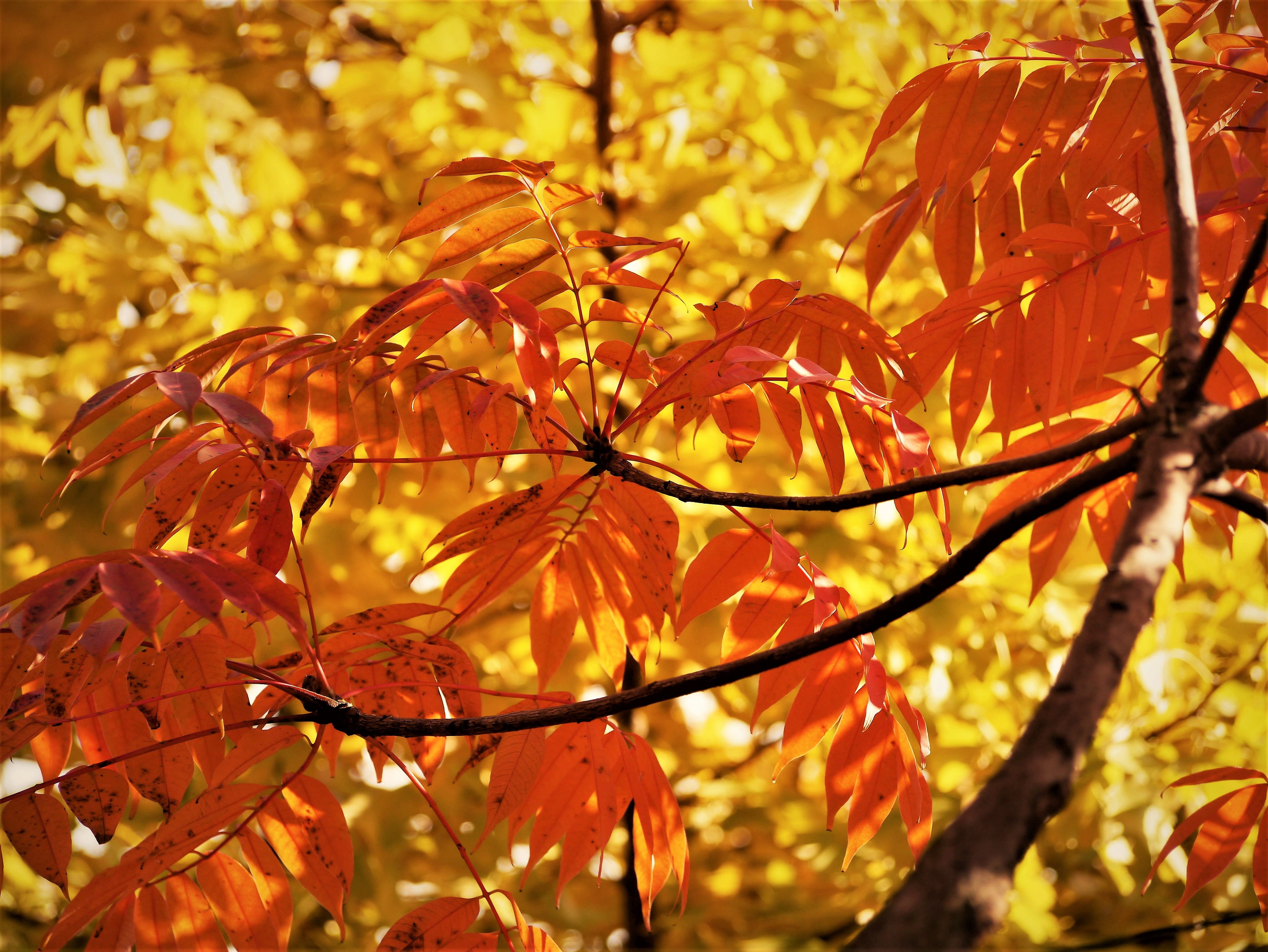 growth, garden, 4K, Yellow, Leaves, Autumnal, antomasako, maple leaf, branch, no people, tranquility, tree, gingko tree, otsu, selective focus, change, HD Wallpaper