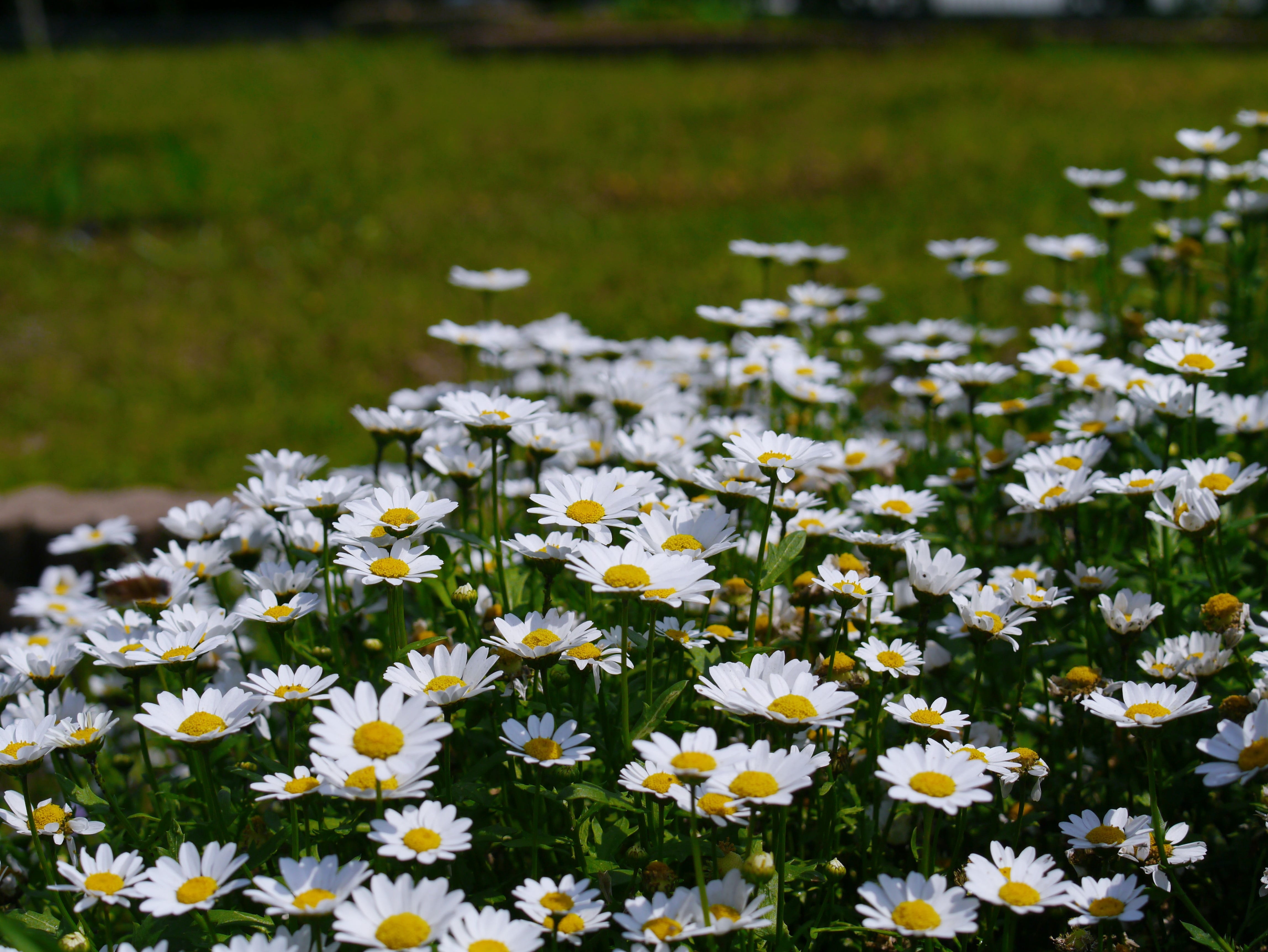 flower bed, petal, growth, abundance, pollen, flower, Daisy, day, yokosuka, flower head, fragility, springtime, many, otsu park, meek, inflorescence, cute, HD Wallpaper