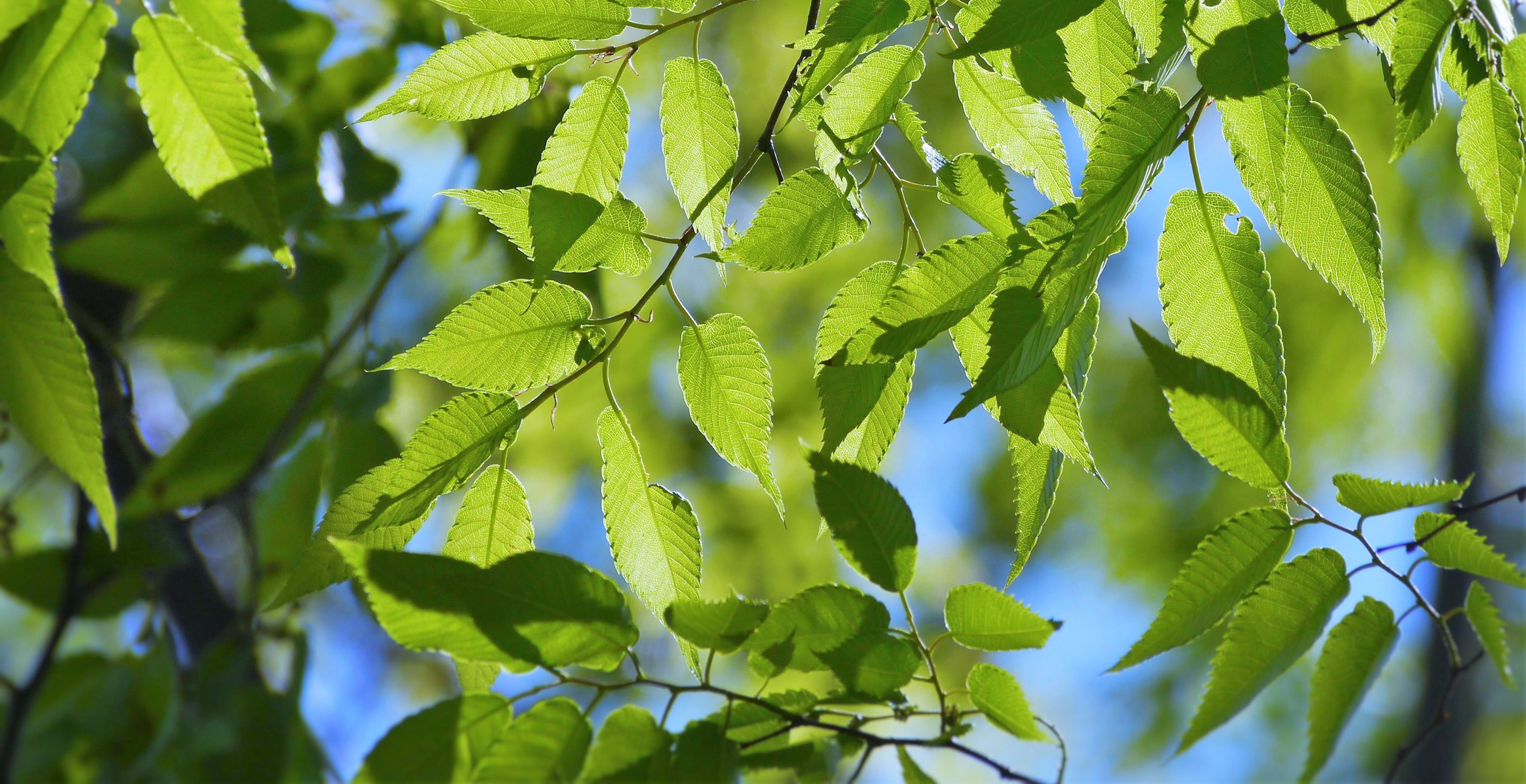 sun, green color, blue sky, refreshing, leaf, backgrounds, focus on foreground, ovate, deciduous trees, green, selective focus, show through, leaves, no people, HD Wallpaper