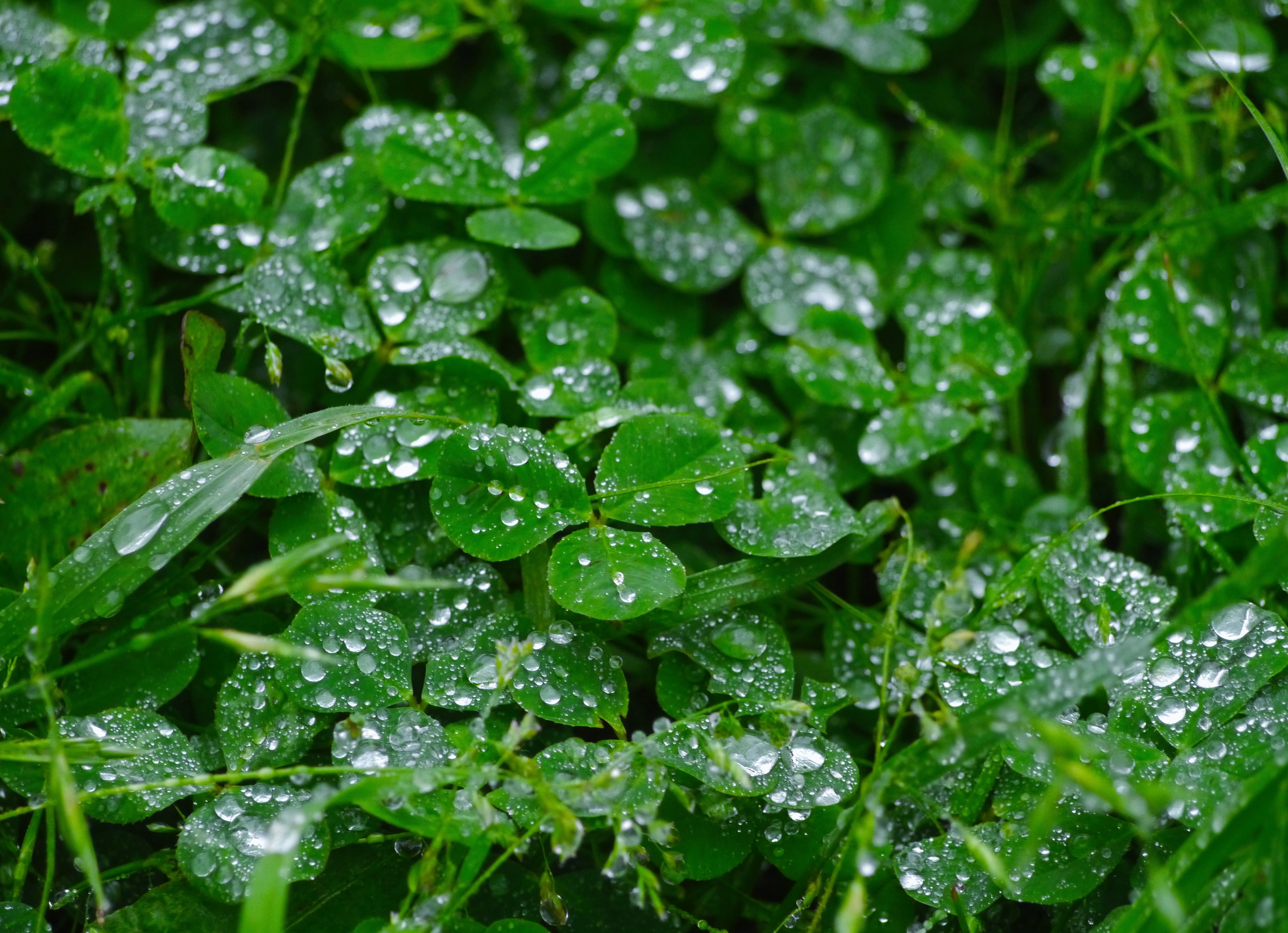 wild grass, water, drop of water, freshness, plant, beauty in nature, weed, nature, drop, rain, backgrounds, no people, trefoil, green, antomasako, shining, HD Wallpaper