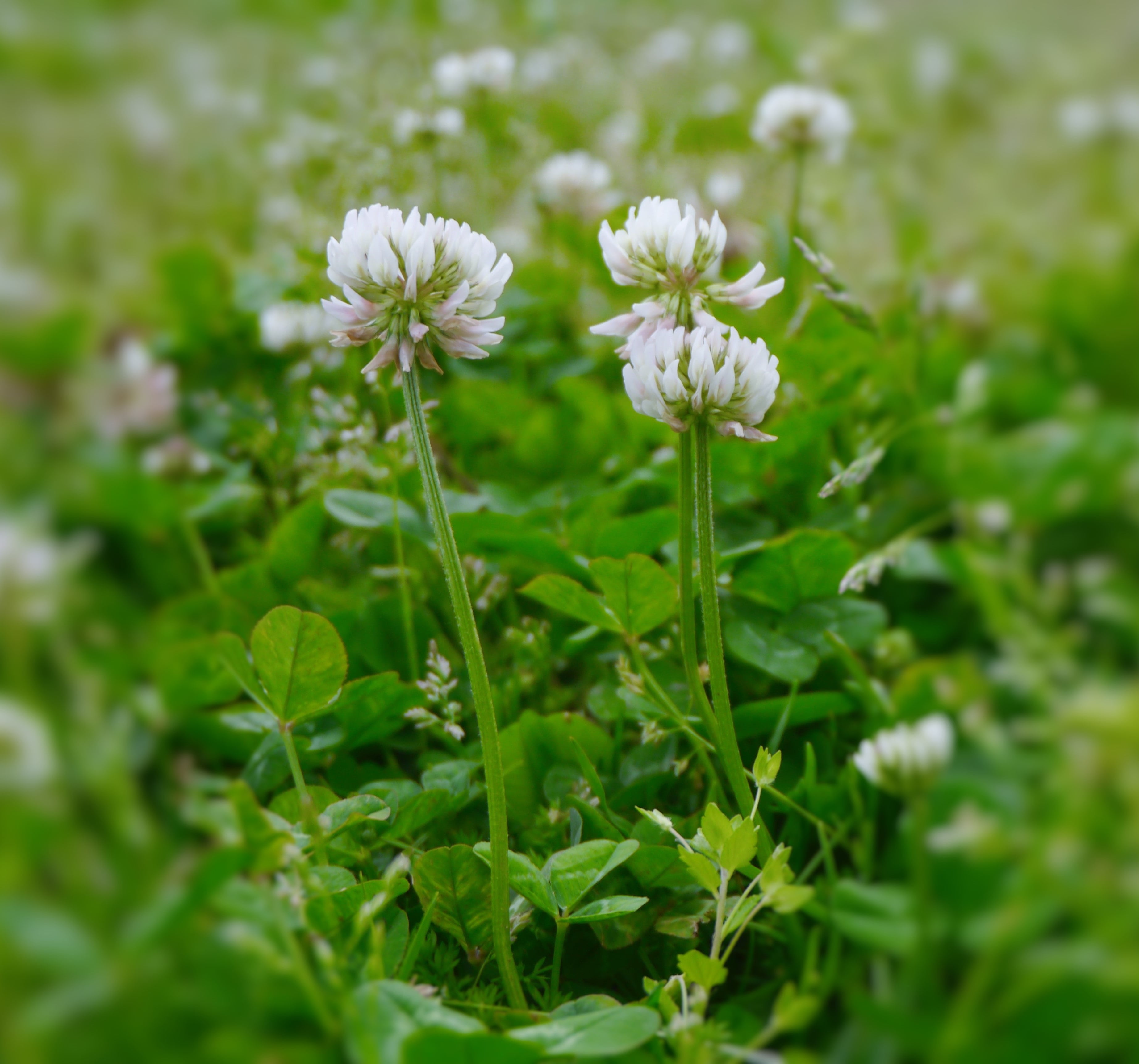 japan, flower, plant part, petal, yokosuka, clover, 2K, selective focus, vulnerability, plant, otsu park, flowering plant, land, field, rengeso, fragility, HD Wallpaper