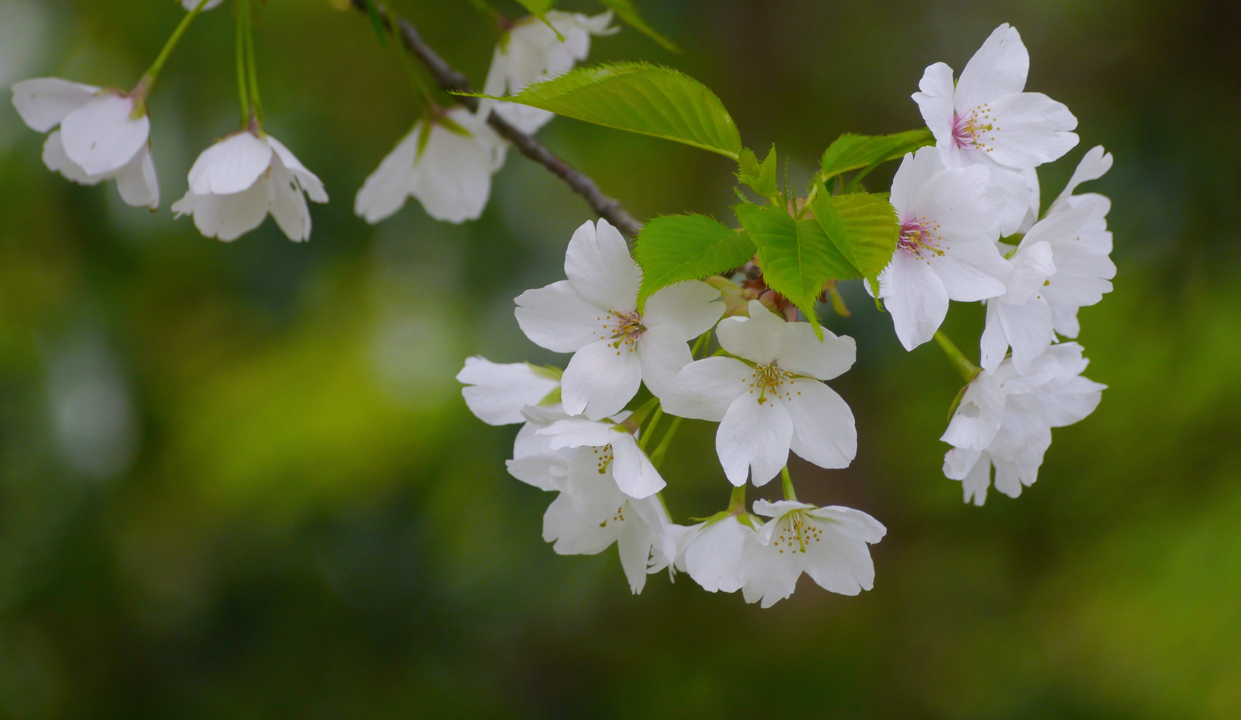 flower head, green, leaf, inflorescence, nature, cherry blossom, fragility, close-up, white, antomasako, wild cherry, quiet, cute, vulnerability, beauty in nature, HD Wallpaper