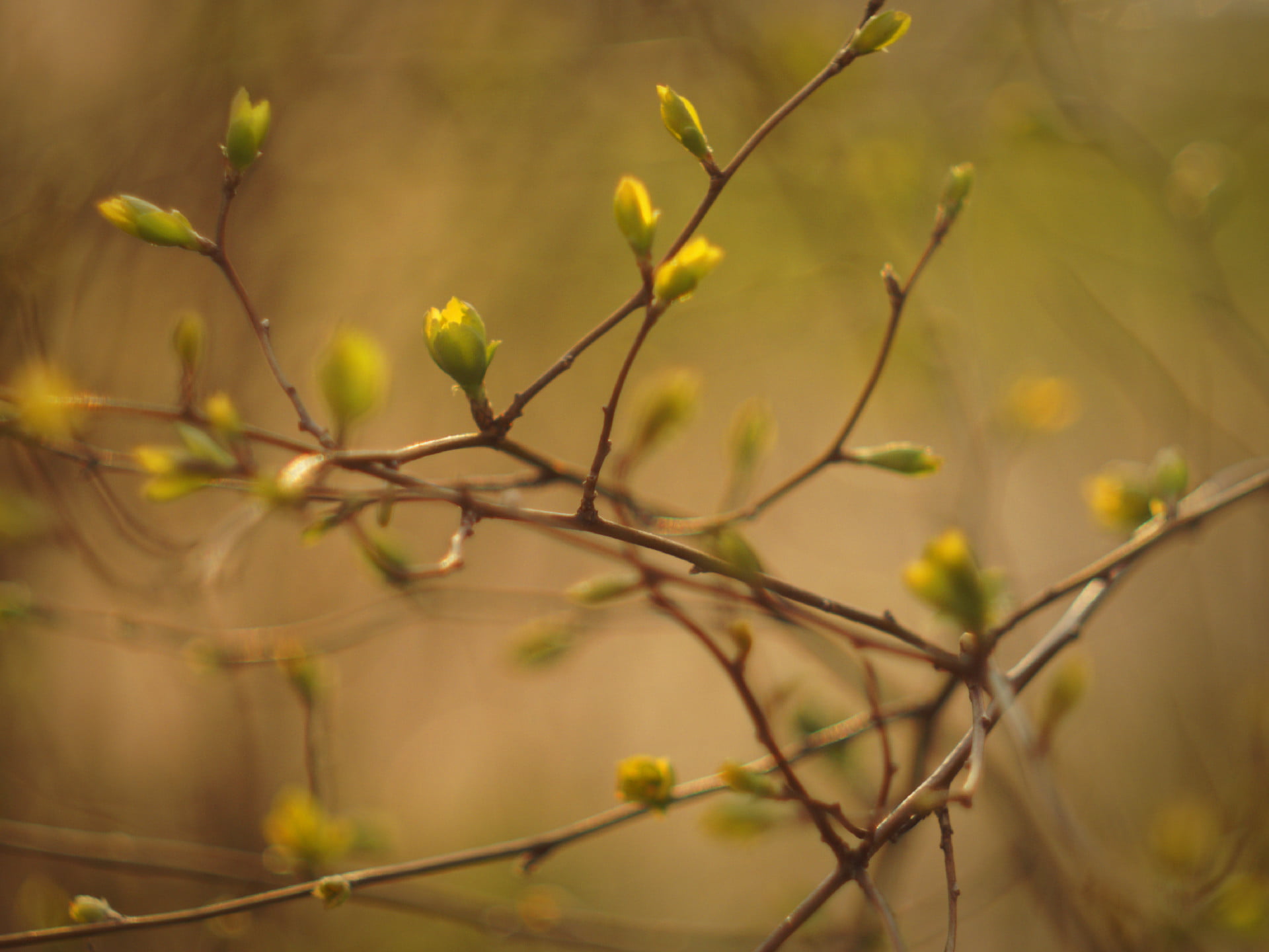 tree, green, outdoors, Zweig, plant, flowers, DOF, green Color, Natur, cc, branch, Bokeh, closeup, Biotar, 1080P, yellow, Andreas, nature, Carl Zeiss, HD Wallpaper