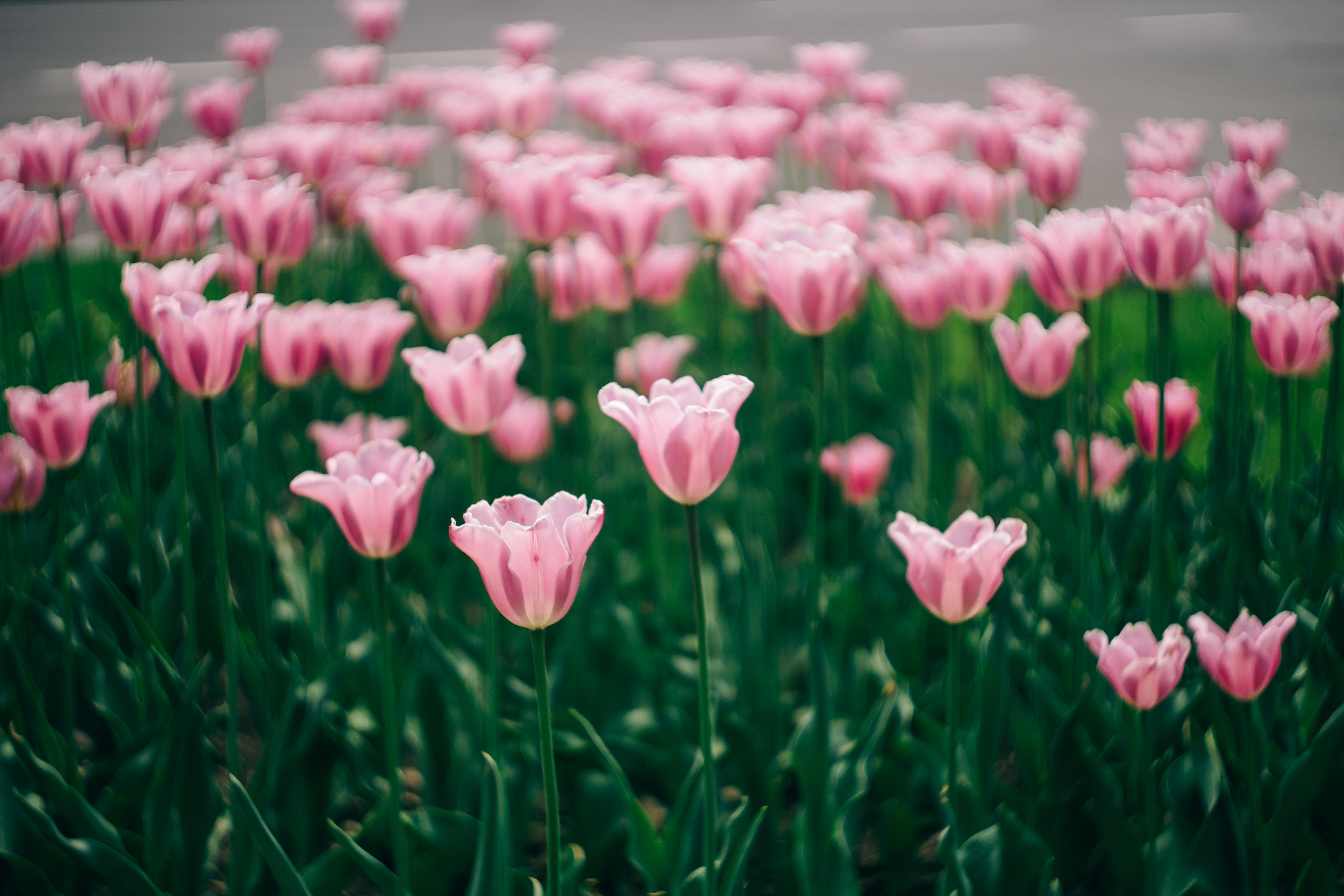 season, freshness, tulip, 5K, flowers, green Color, nature, Group, pink, petaled, photo, plant, M42, springtime, Biotar, flower, bokeh, f/2, HD Wallpaper