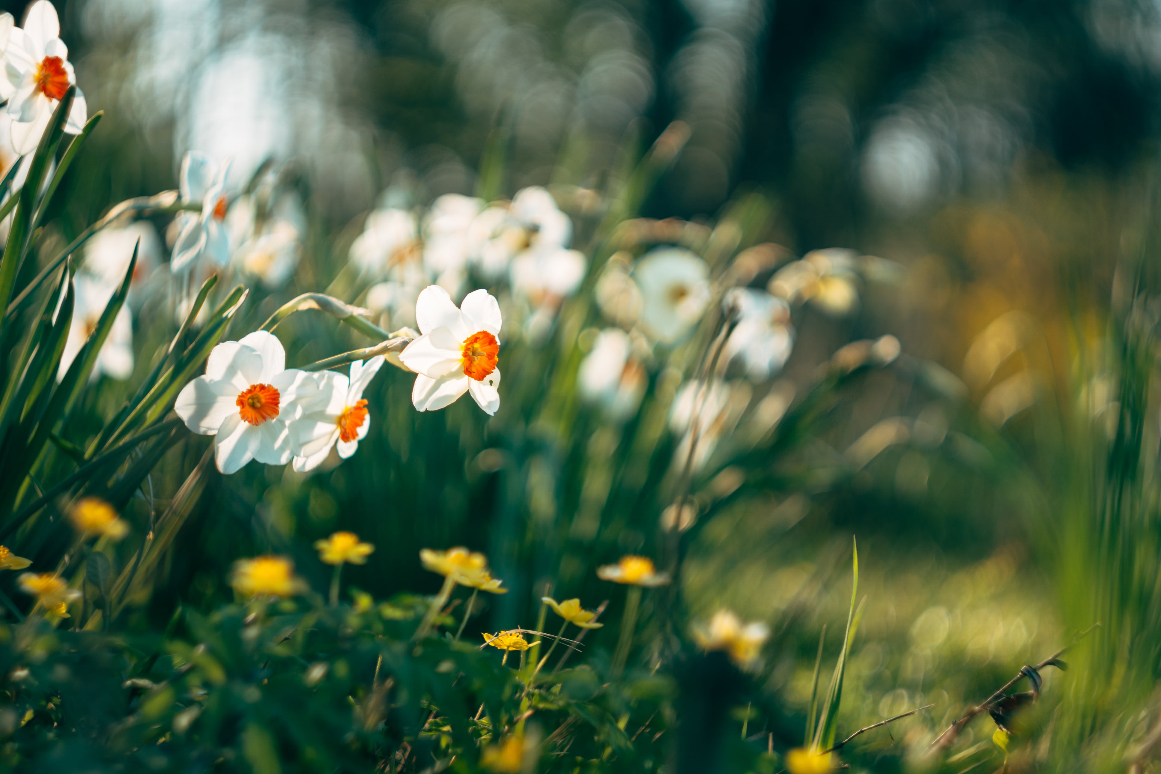 three, white, spring  flowers, 4K, M42, bokeh, flowers, Biotar, f/2, Carl  Zeiss, Carl Zeiss, HD Wallpaper