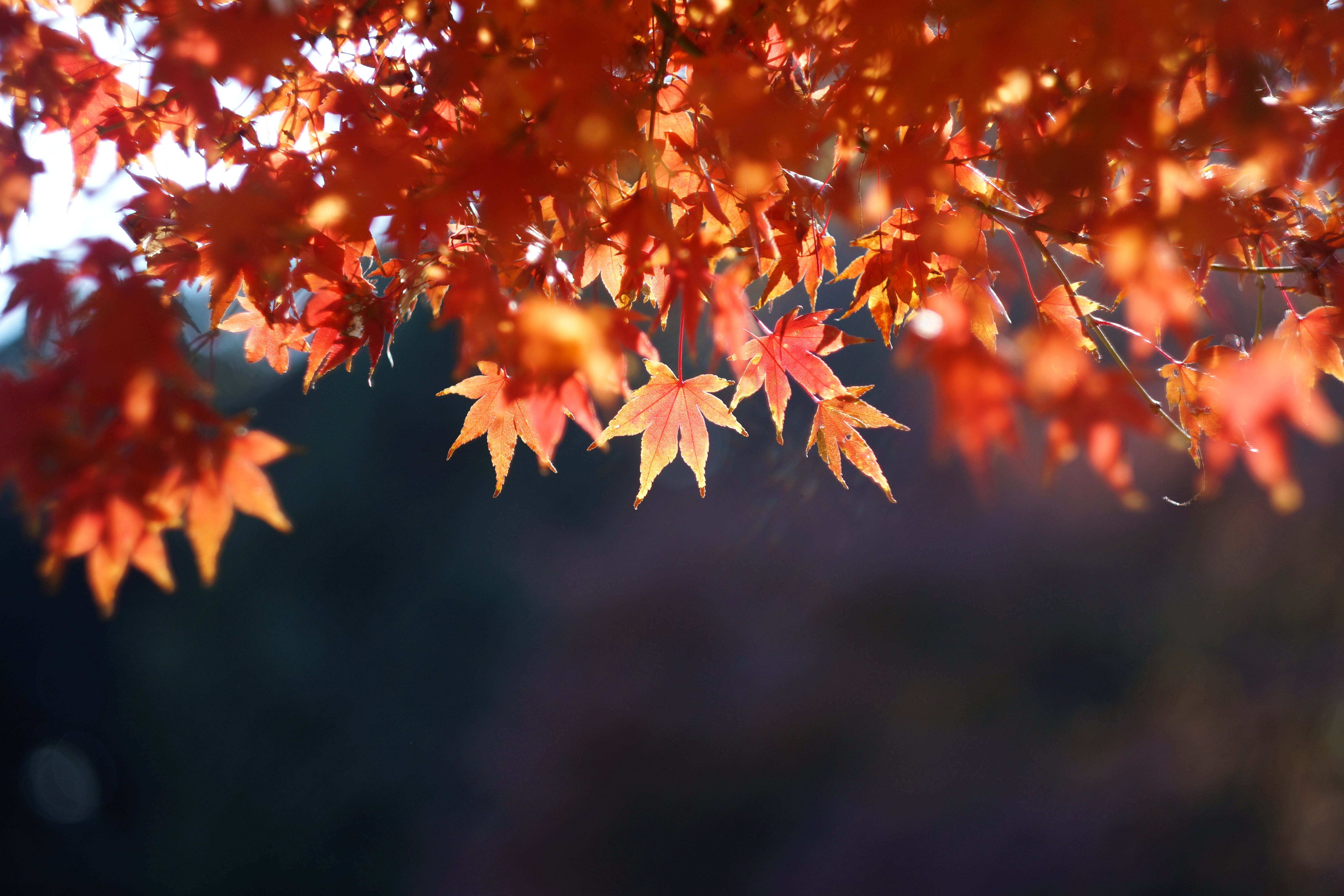 photo, tree, leaf, closeup, Maple leaves, eaves, outdoors, red, autumn, HELIOS, maple, 5K, leaves, yellow, forest, nature, brown, season, orange Color, HD Wallpaper
