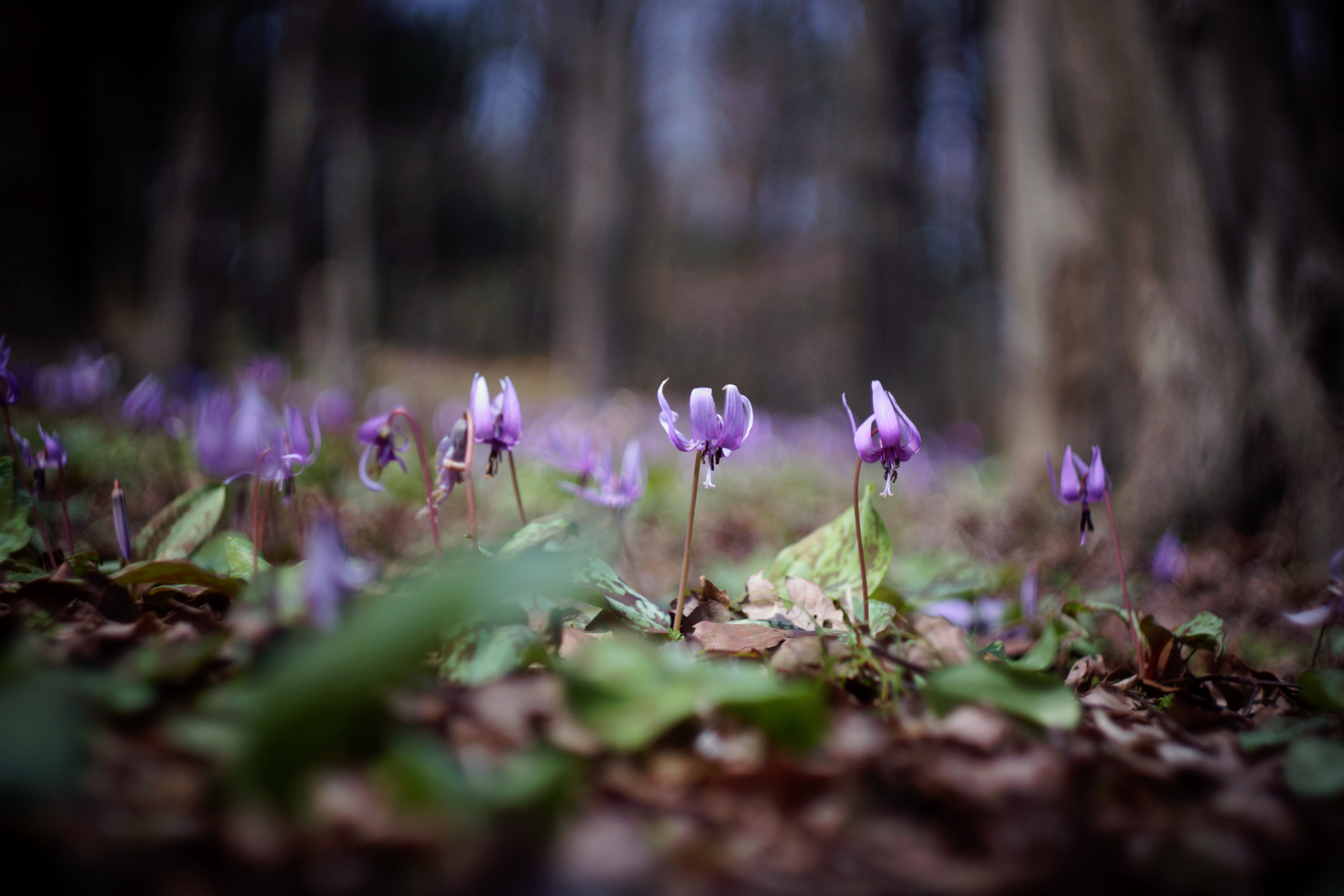 purple, flower, summer, purple flower, Love is, 5K, plant, F2.0, Helios, nature, outdoors, youve got, grow, plants, カタクリ, HD Wallpaper