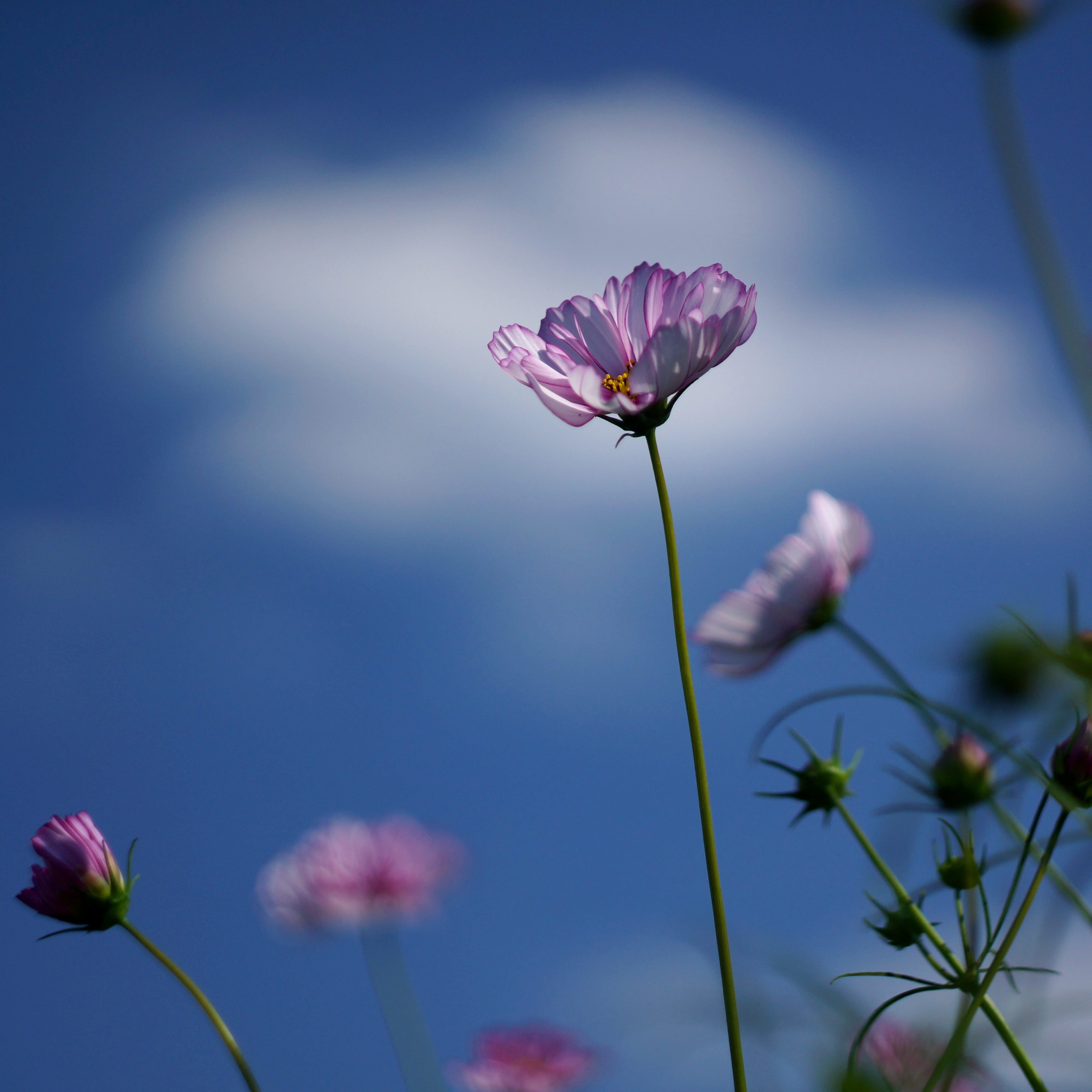 summer, flower, Cosmos, F2.0, Helios, Fly Away with Me, pink, outdoors, plant, selective focus, focus, 4K, M42, petaled, photography, selective, nature, Phone HD Wallpaper