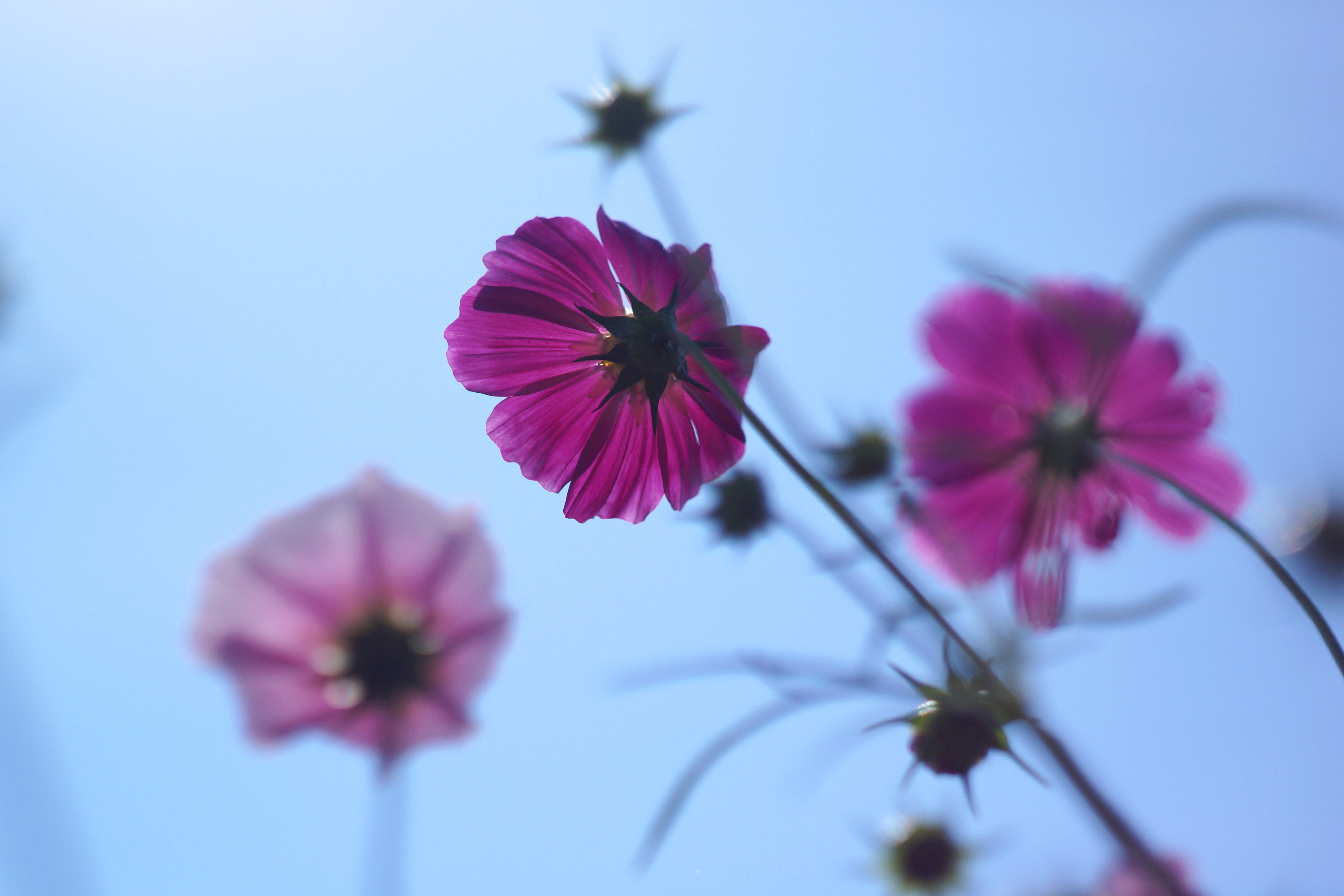 Helios, cluster, flowers, M42, petal, close-up, Cosmos, F2.0, purple, flower, plant, pink Color, nature, 5K, HD Wallpaper