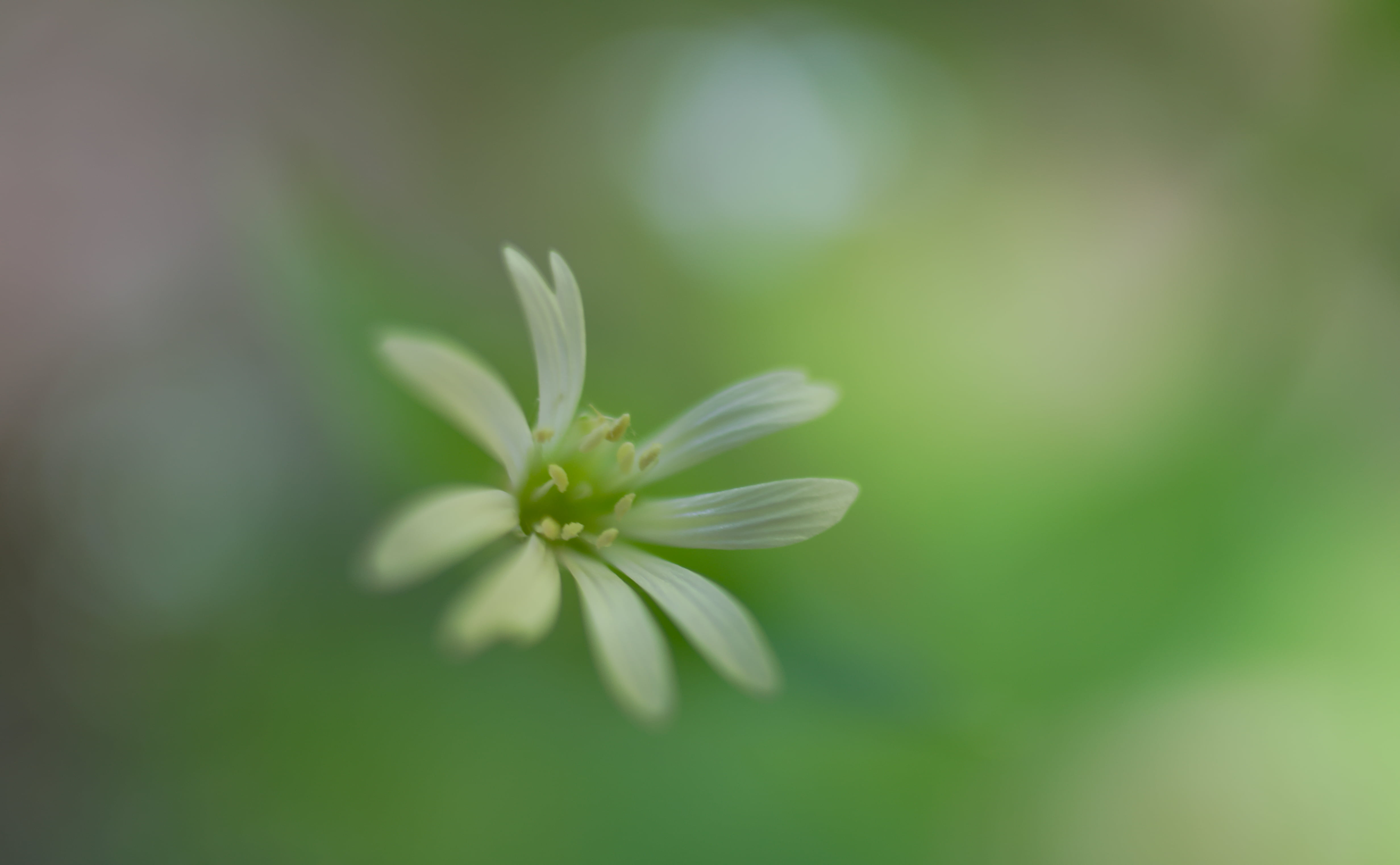 nature, petaled, petal, Kiron, plant, MC, focus, white, close-up, 4K, summer, photo, swallow the sun, swallow, springtime, Blume, beauty In Nature, macro, HD Wallpaper