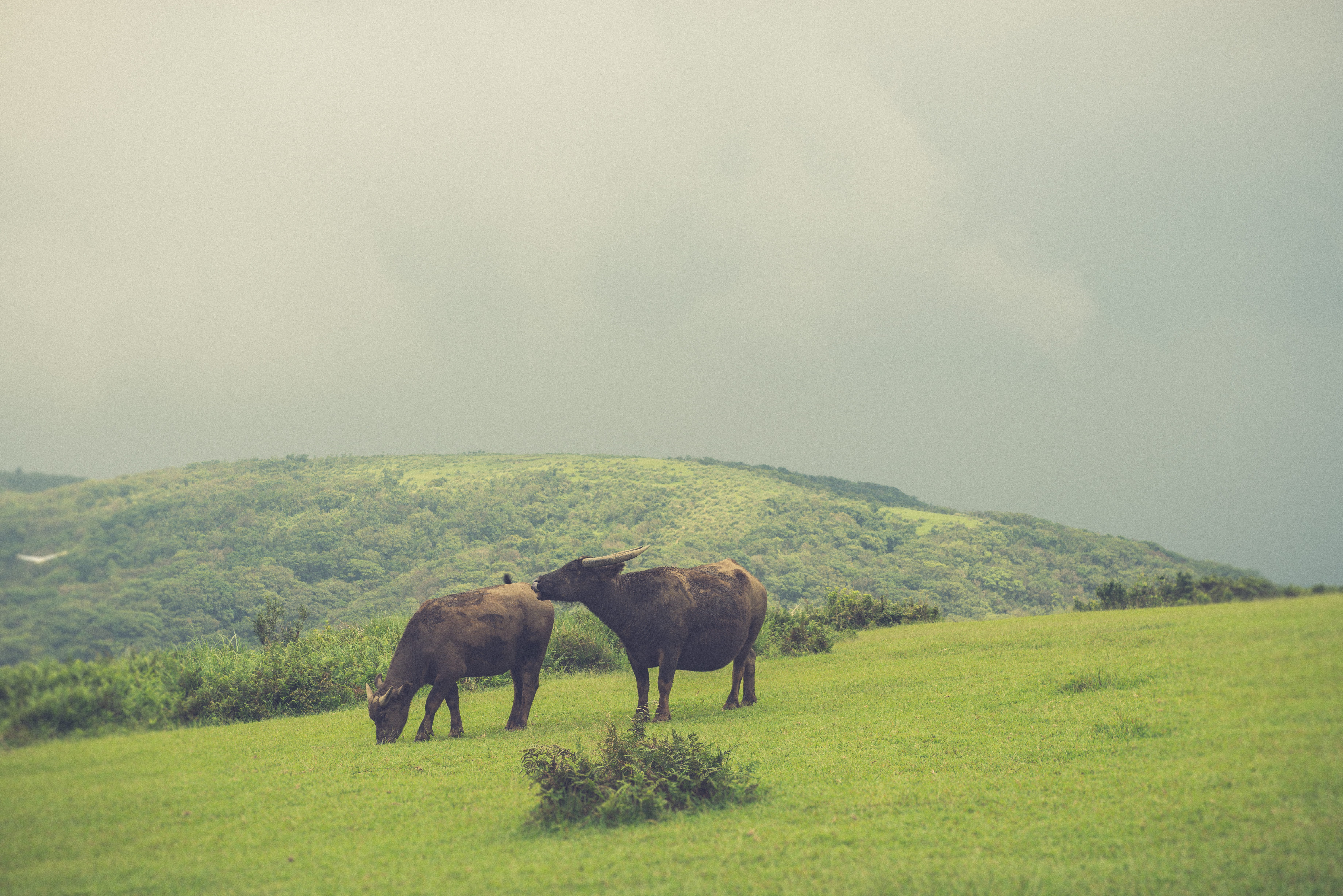 beauty in nature, mammal, land, animal wildlife, landscape, no people, taiwan, group of animals, grass, yangmingshan national park, field, domestic animals, HD Wallpaper