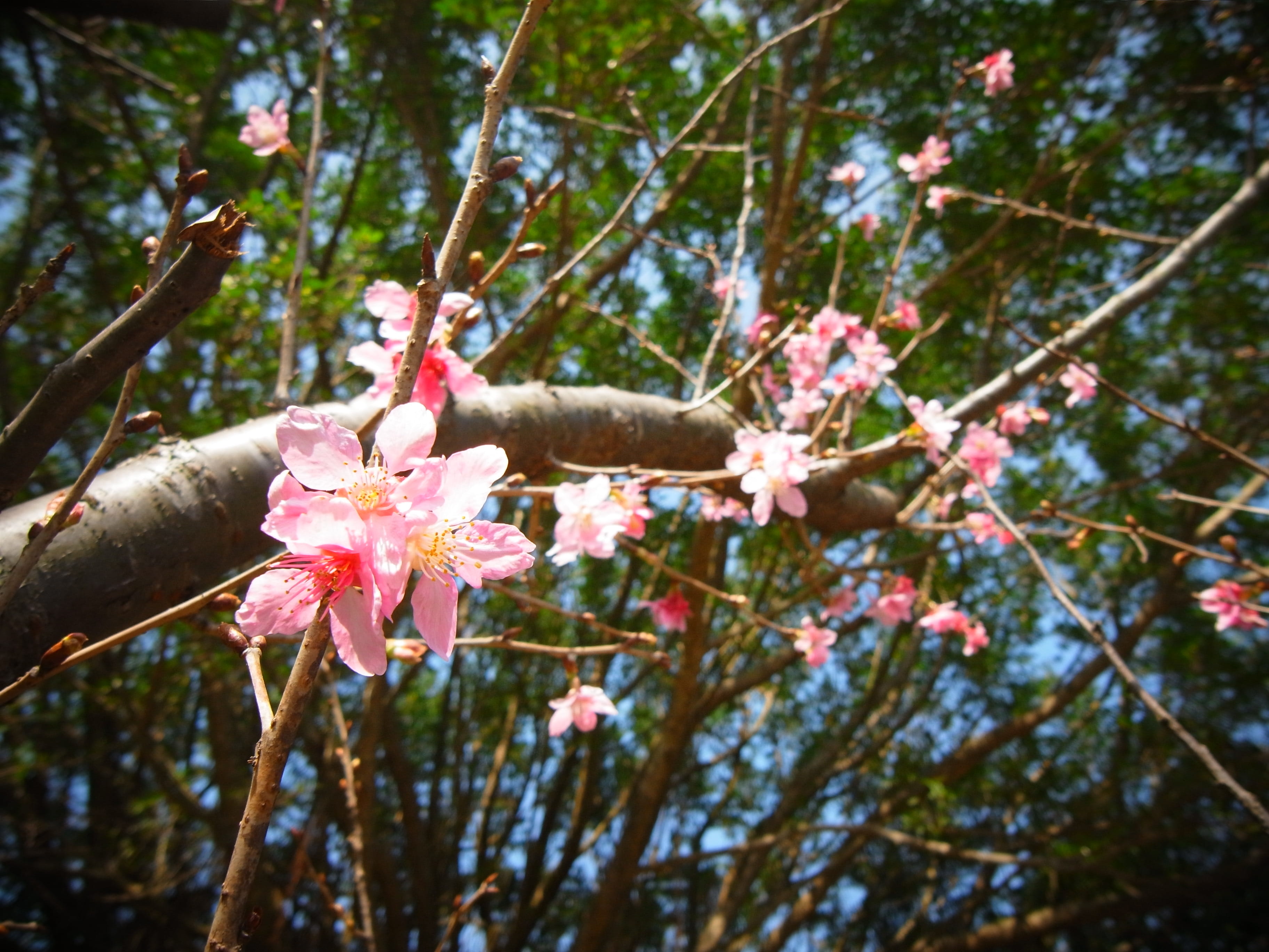 petal, day, flowering plant, tree, flower head, plant, cherry tree, nature, fragility, taiwan, 2K, pink color, cherry blossom, blossom, yangmingshan national park, HD Wallpaper