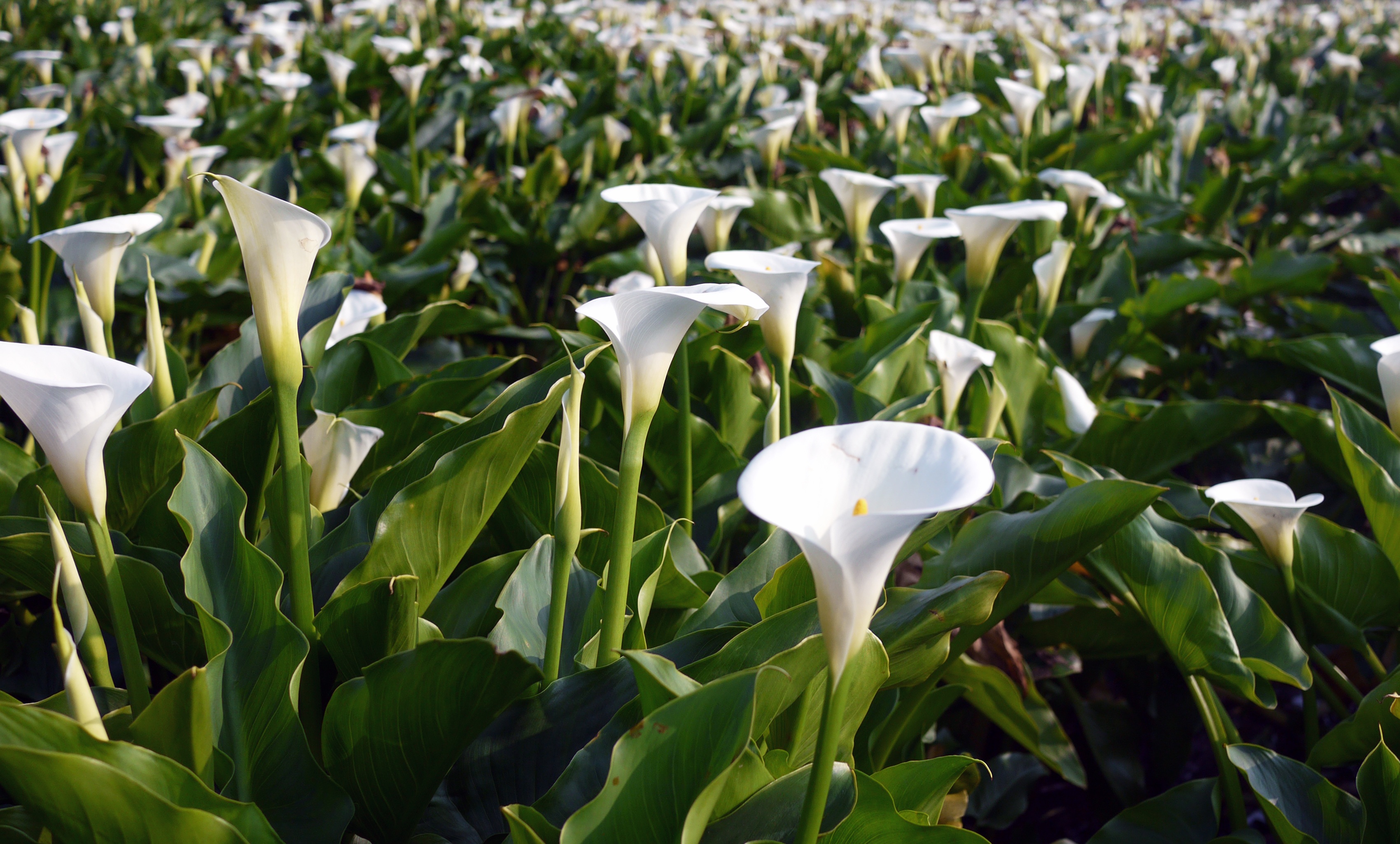 fragility, day, flowering plant, plant, 2K, plant part, taiwan, garden, petal, bamboo lake, close-up, white, leaf, yangmingshan, calla, vulnerability, HD Wallpaper