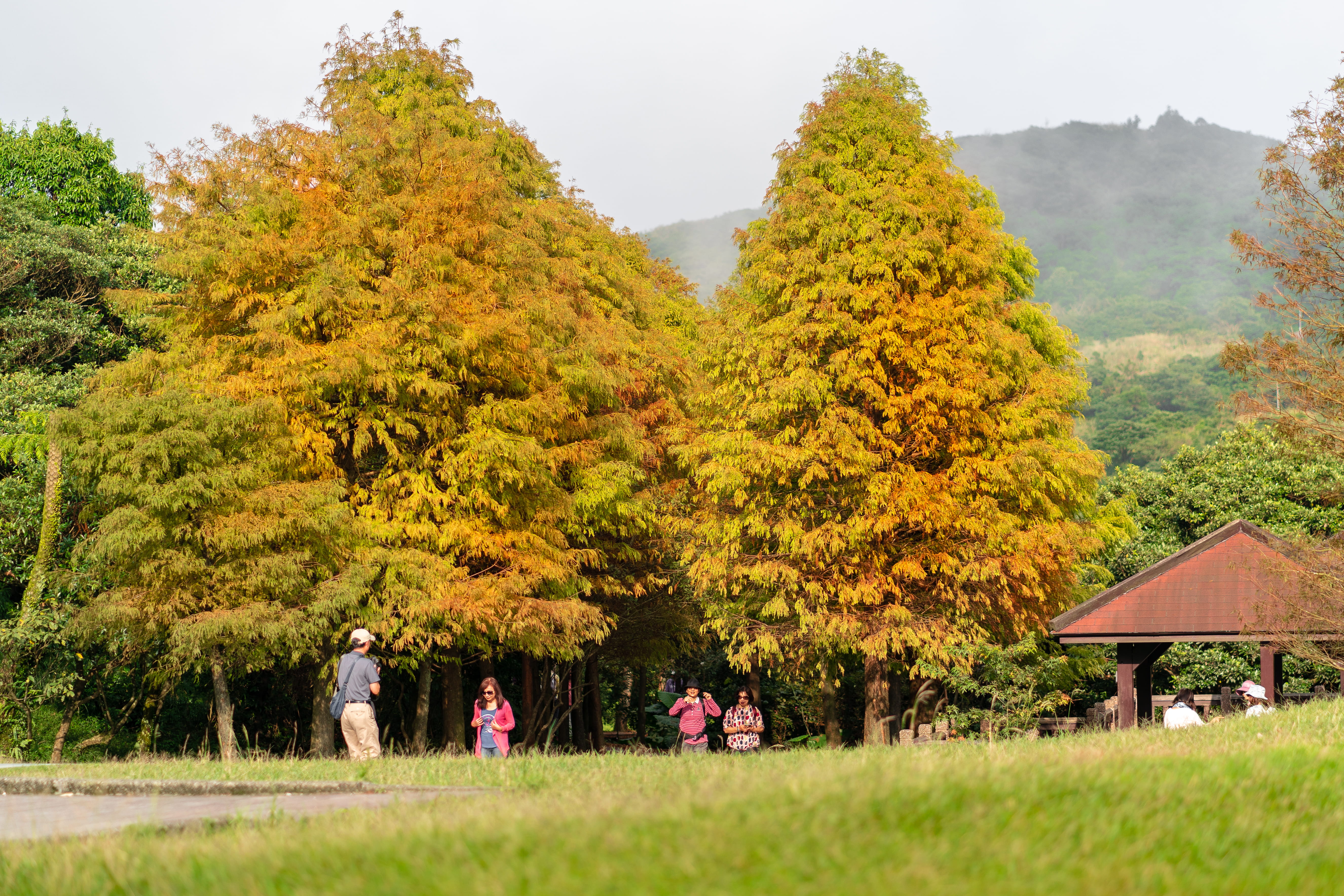 change, leisure activity, grass, 5K, trees, group of people, togetherness, sky, real people, people, green color, women, men, forest, plant, tree, yangmingshan lengshueikeng, HD Wallpaper