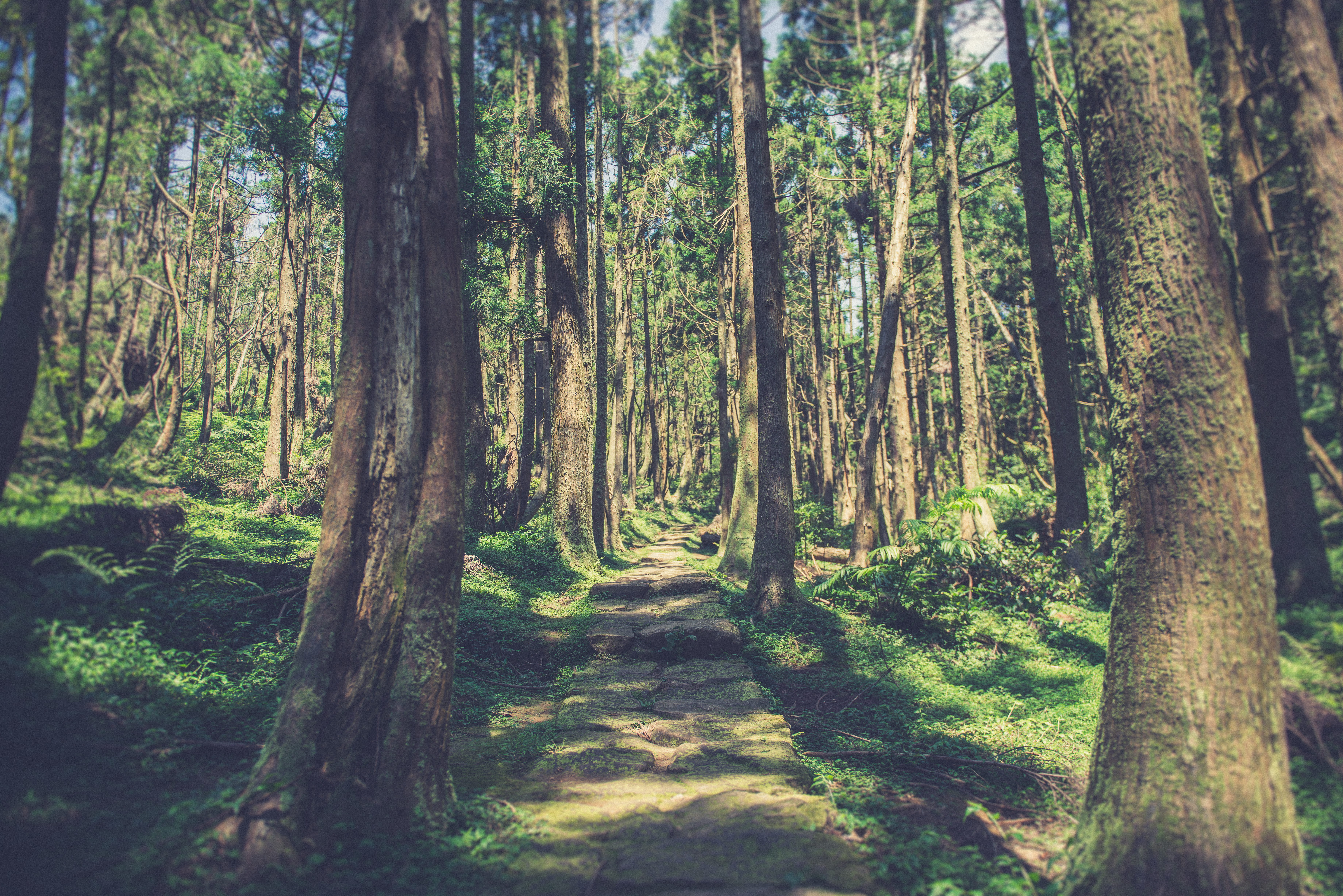 path, green color, nature, no people, day, woodland, tree, 5K, tranquil scene, tree trunk, forest, plant, land, bamboo - plant, non-urban scene, yangmingshan national park, HD Wallpaper