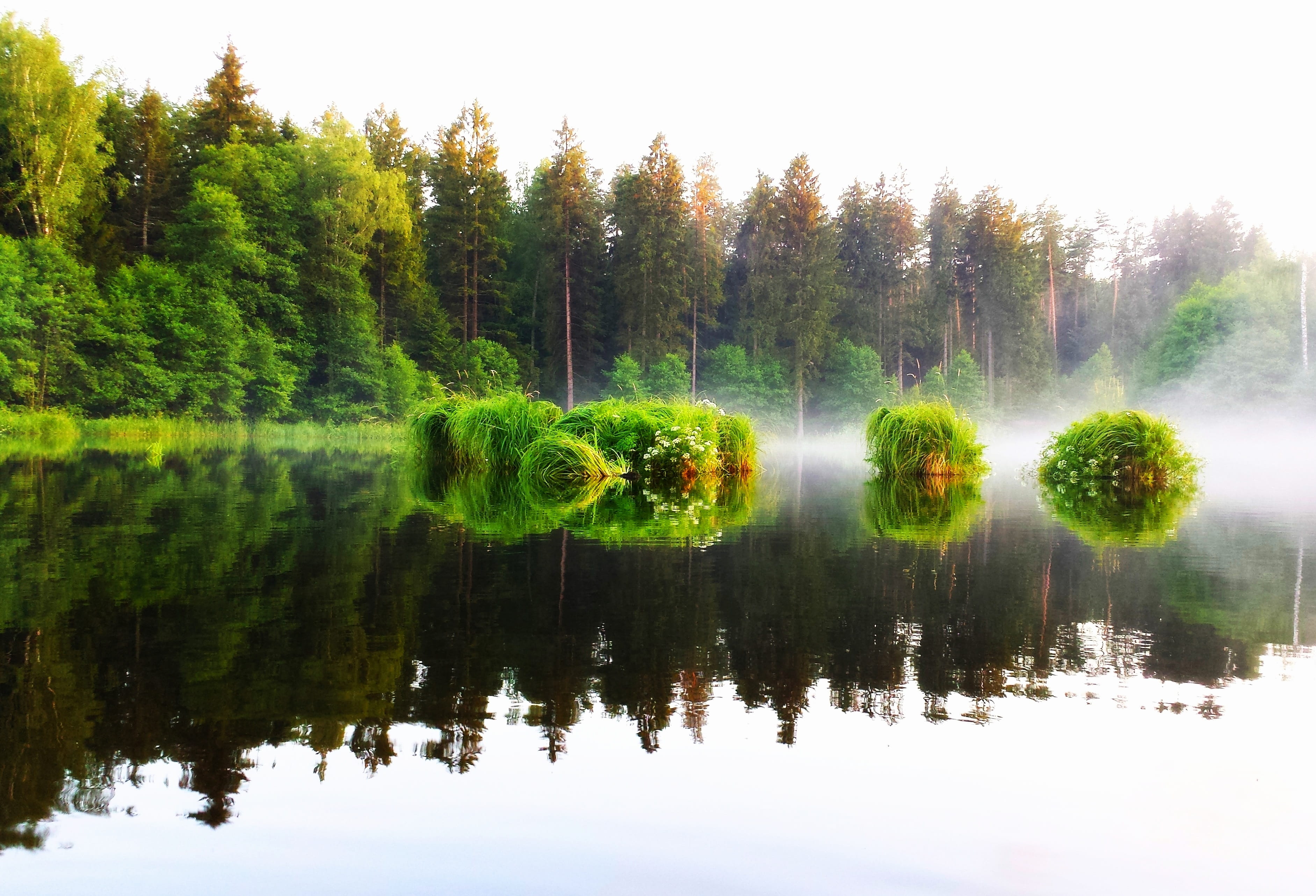 non-urban scene, nostalgia, plant, sunset, no people, idyllic, the silence, beauty in nature, Lake, outdoors, grass, tree, River, poland, Water, cane, forest, HD Wallpaper