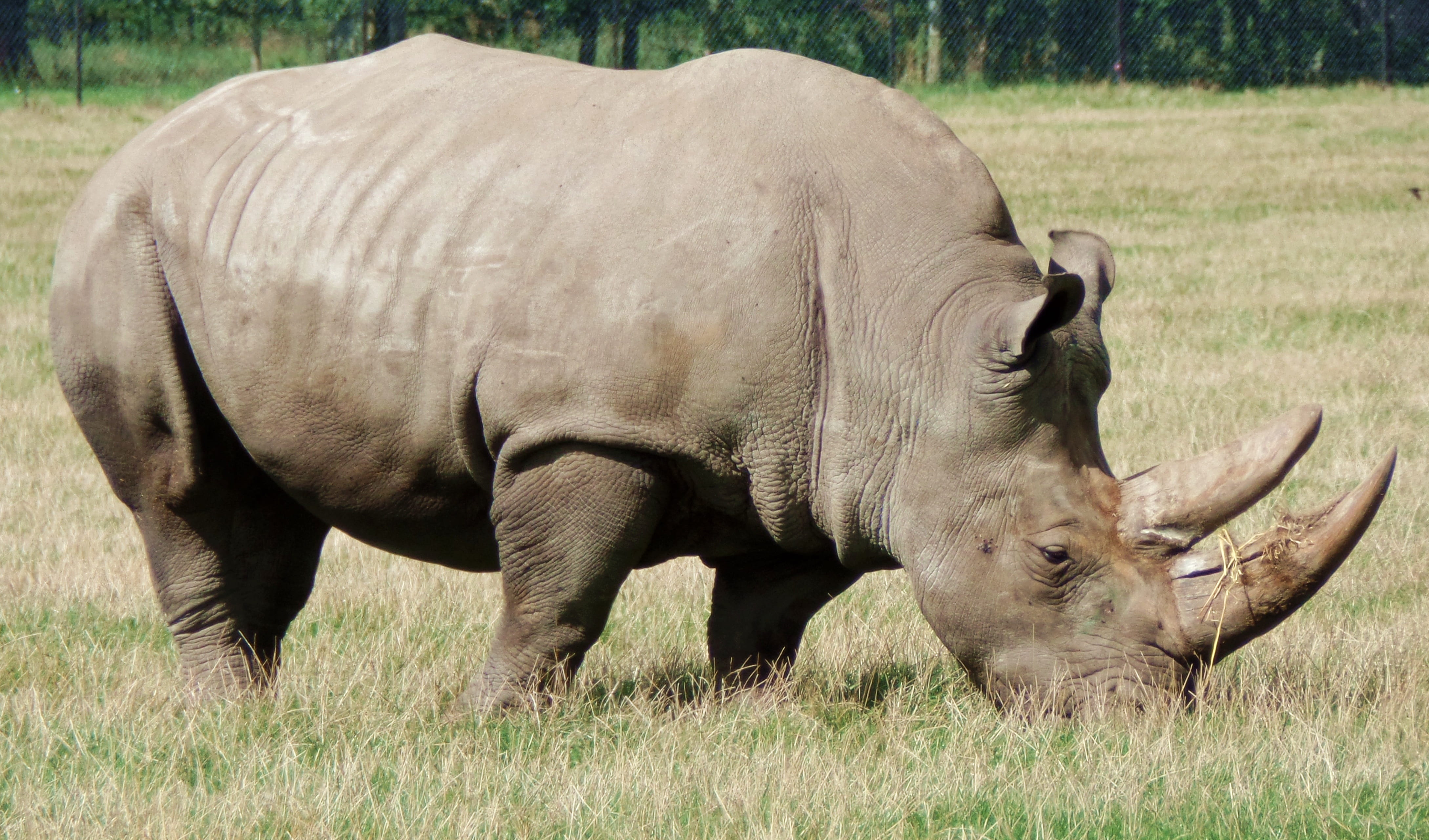 domestic animals, nature, wilderness Area, herbivorous, Denmark, plant, animals In The Wild, safari Animals, Rhino, plain, grass, field, livestock, wildlife, HD Wallpaper