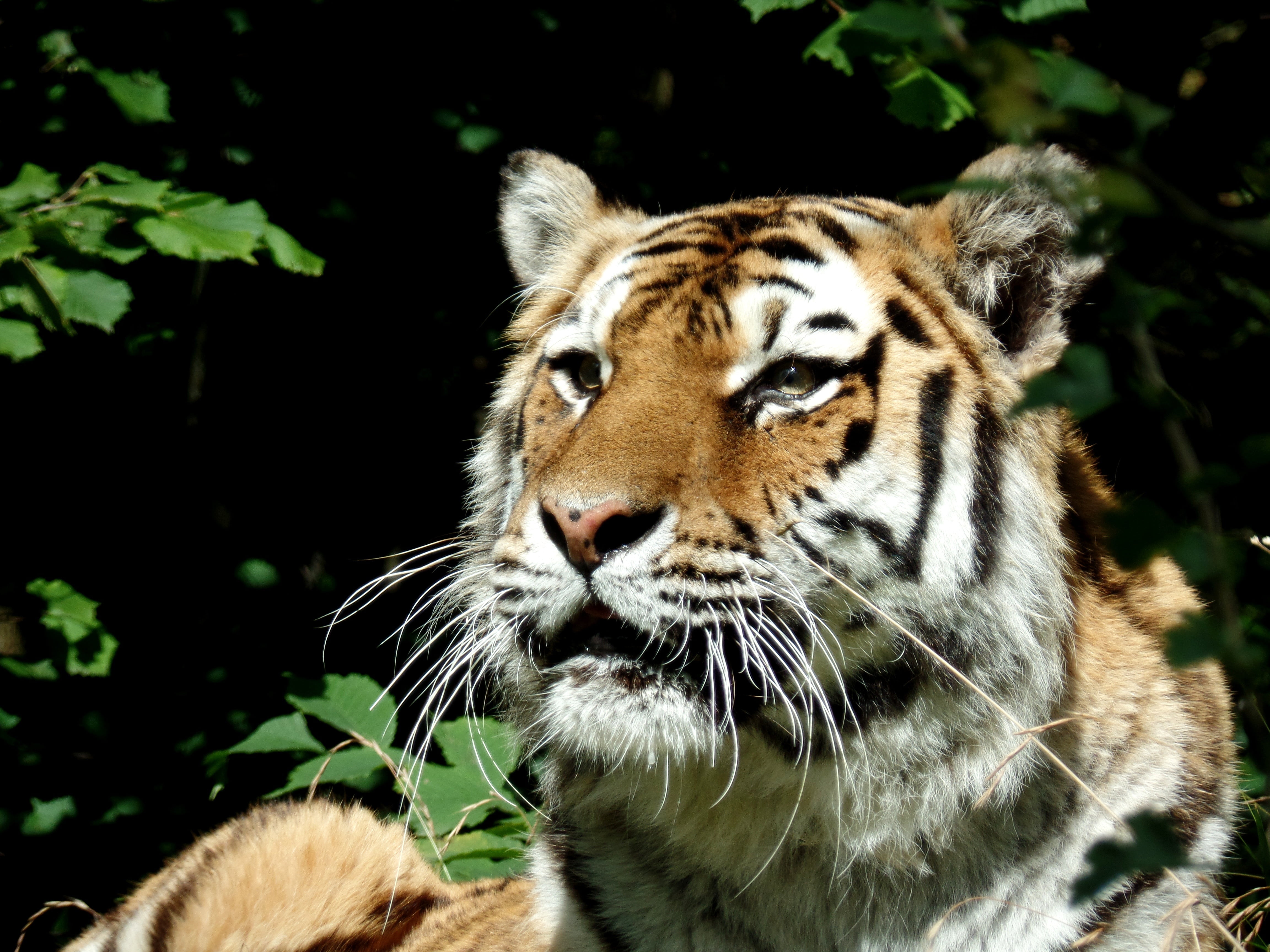 cat, animal head, animal, animal wildlife, day, animals In The Wild, zoo, focus on foreground, looking, siberian Tiger, feline, predator, nature, close-up, HD Wallpaper