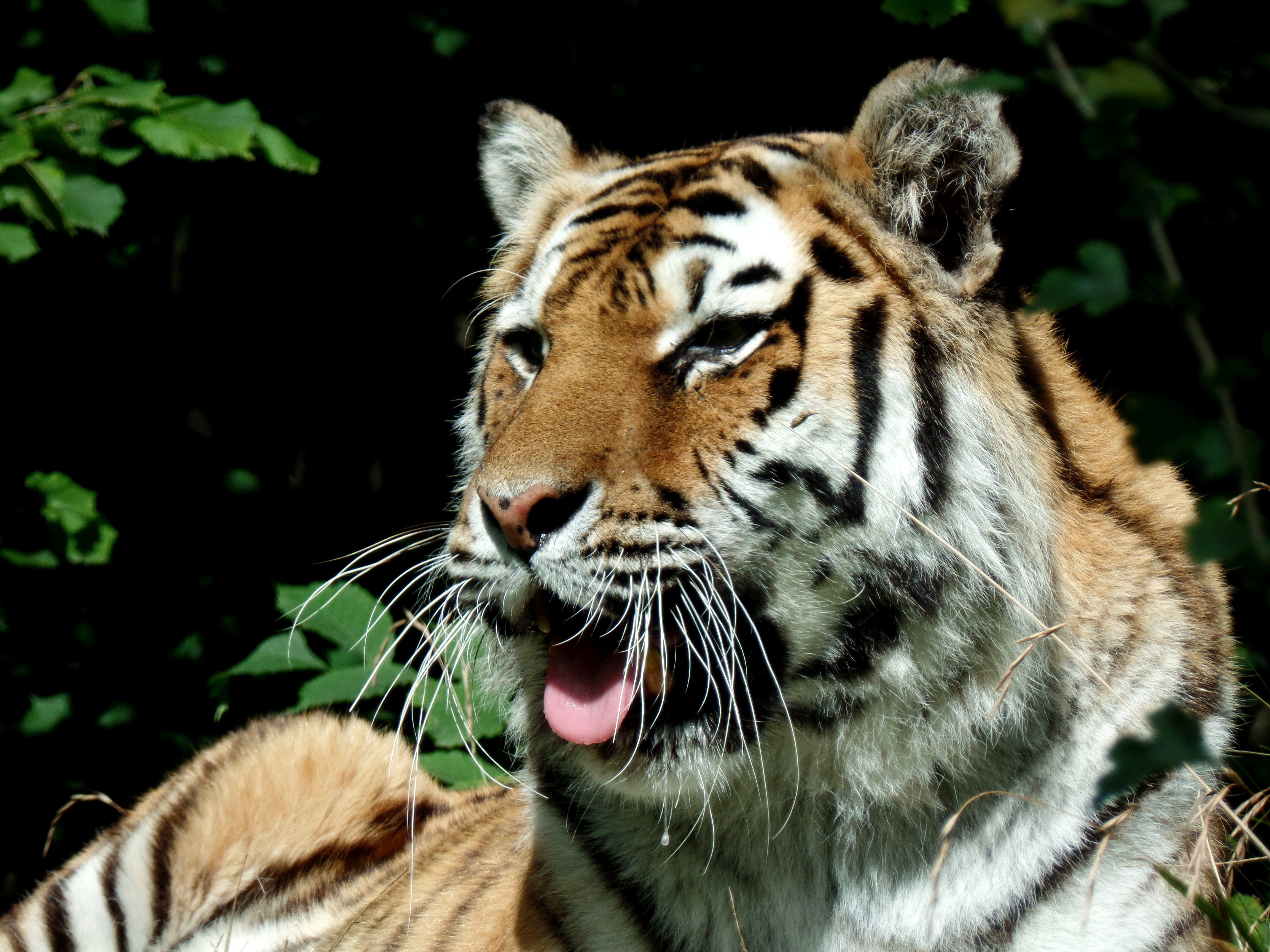 bengal Tiger, feline, safari park, animal mouth, undomesticated Cat, animal tongue, whisker, looking, wildlife, close, big Cat, one animal, nature, large, HD Wallpaper