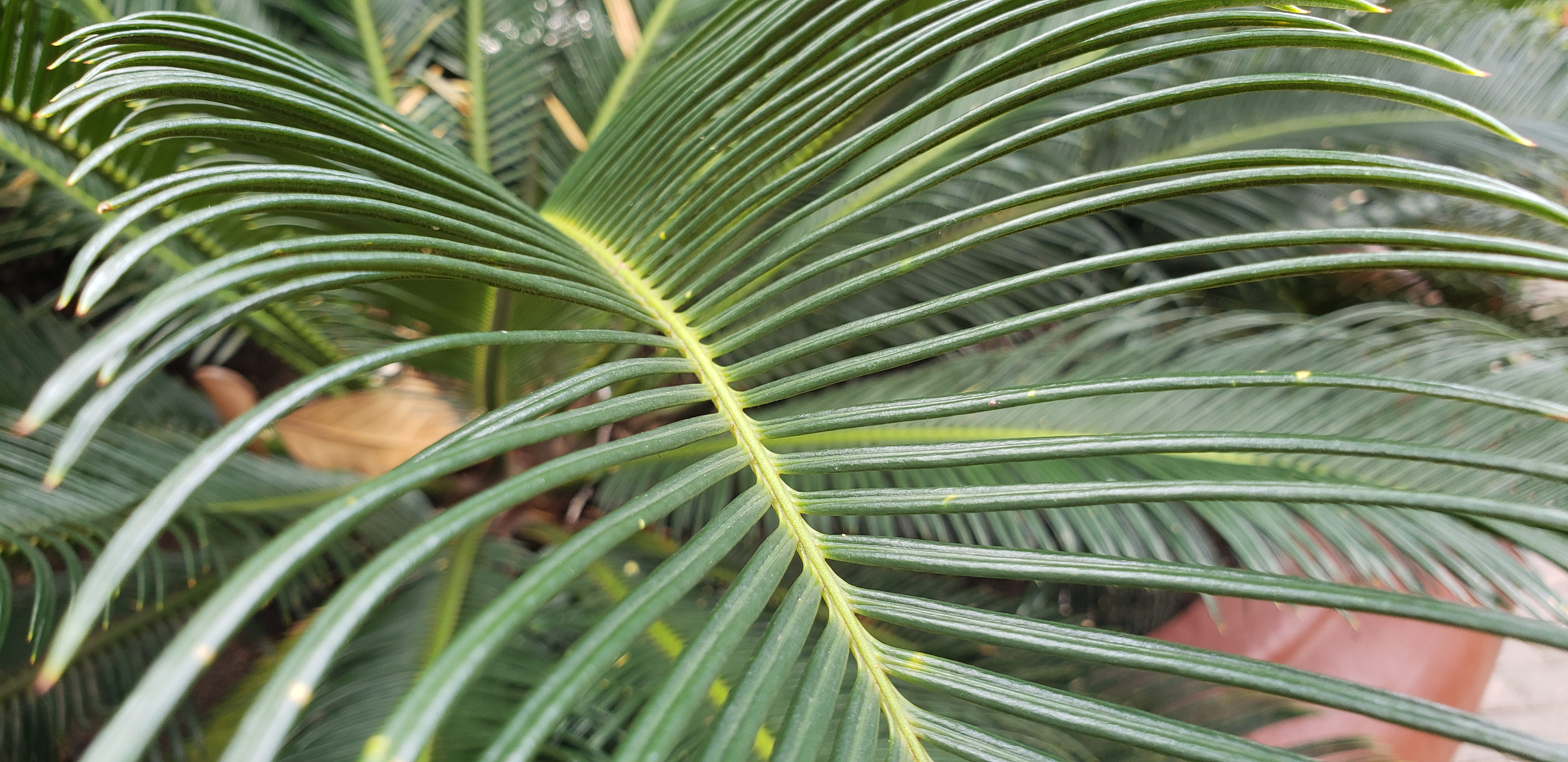 tree, close-up, focus on foreground, lagoa, tranquility, frond, day, 4K, palm leaf, growth, nature, tropical climate, outdoors, freshness, no people, plant part, HD Wallpaper