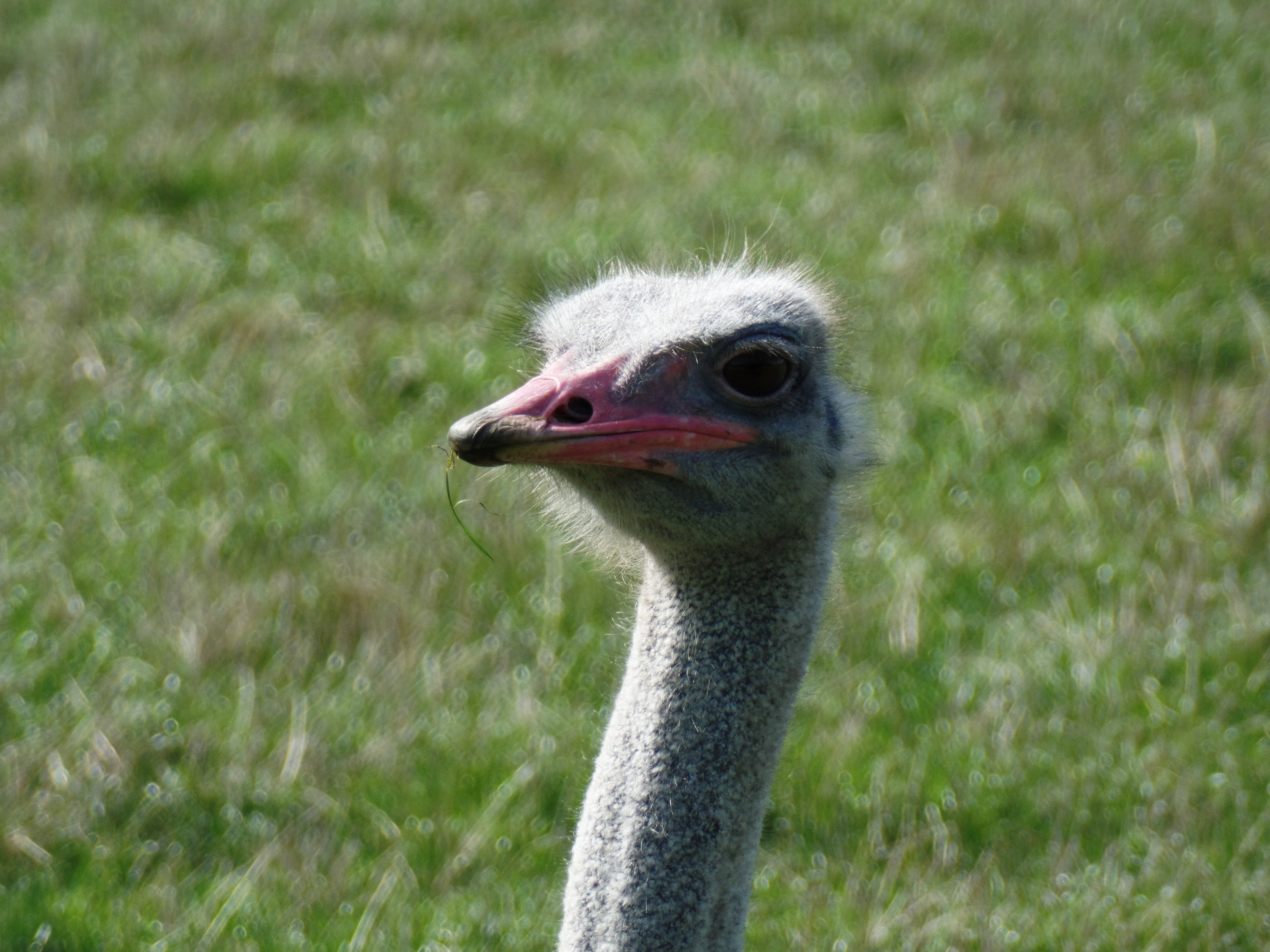 animal nose, no people, animals in the wild, animal themes, field, ostrich, close-up, focus on foreground, animal eye, knuth borg, portrait, bird, animal head, HD Wallpaper