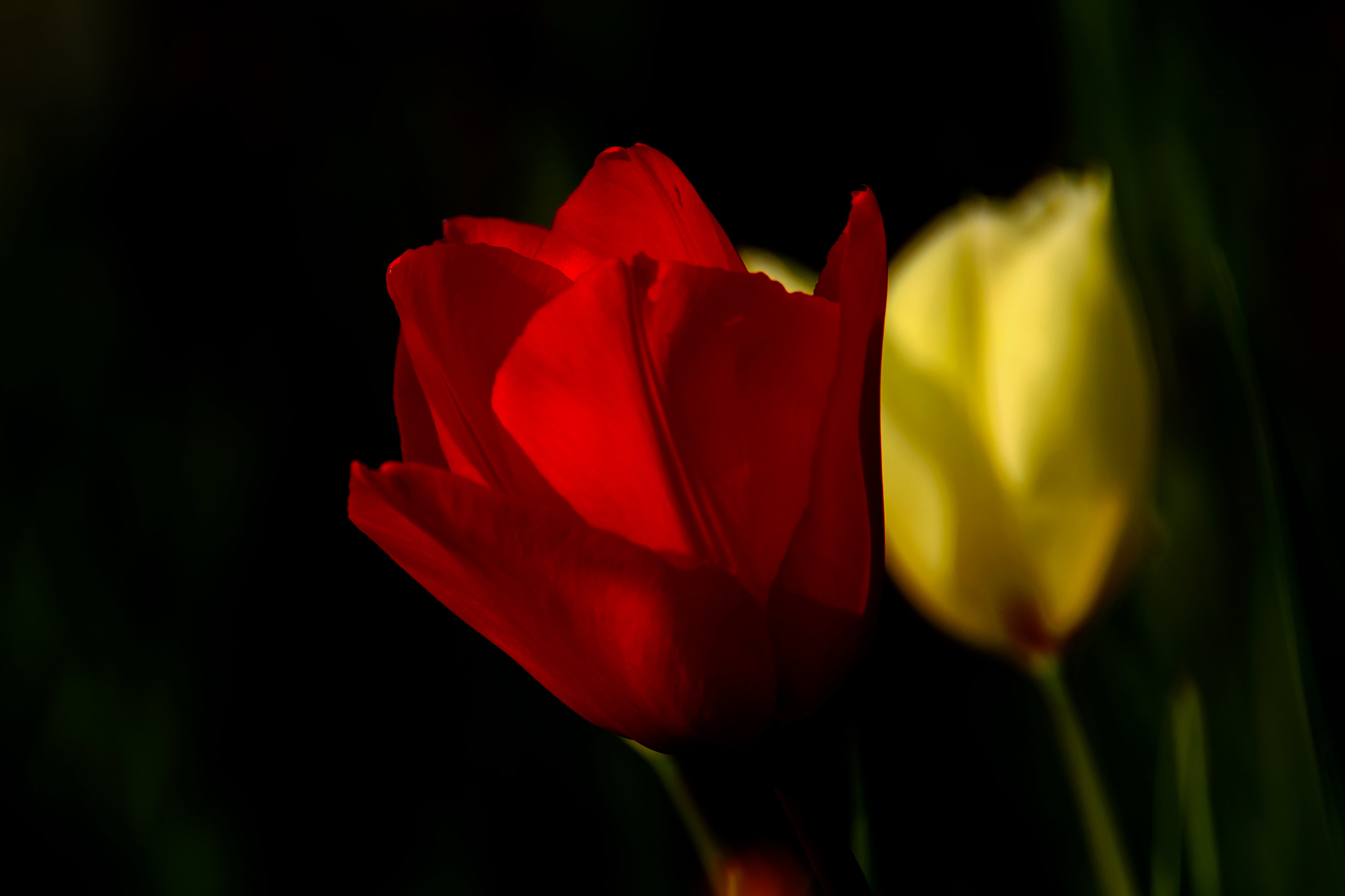Nikon  D7000, Di, Tree, VC, red rose, Model, beauty In Nature, SP 70, TAMRON, rose, red, 4K, focus, Nature, photography, Flower, チュ, March, flower Head, HD Wallpaper