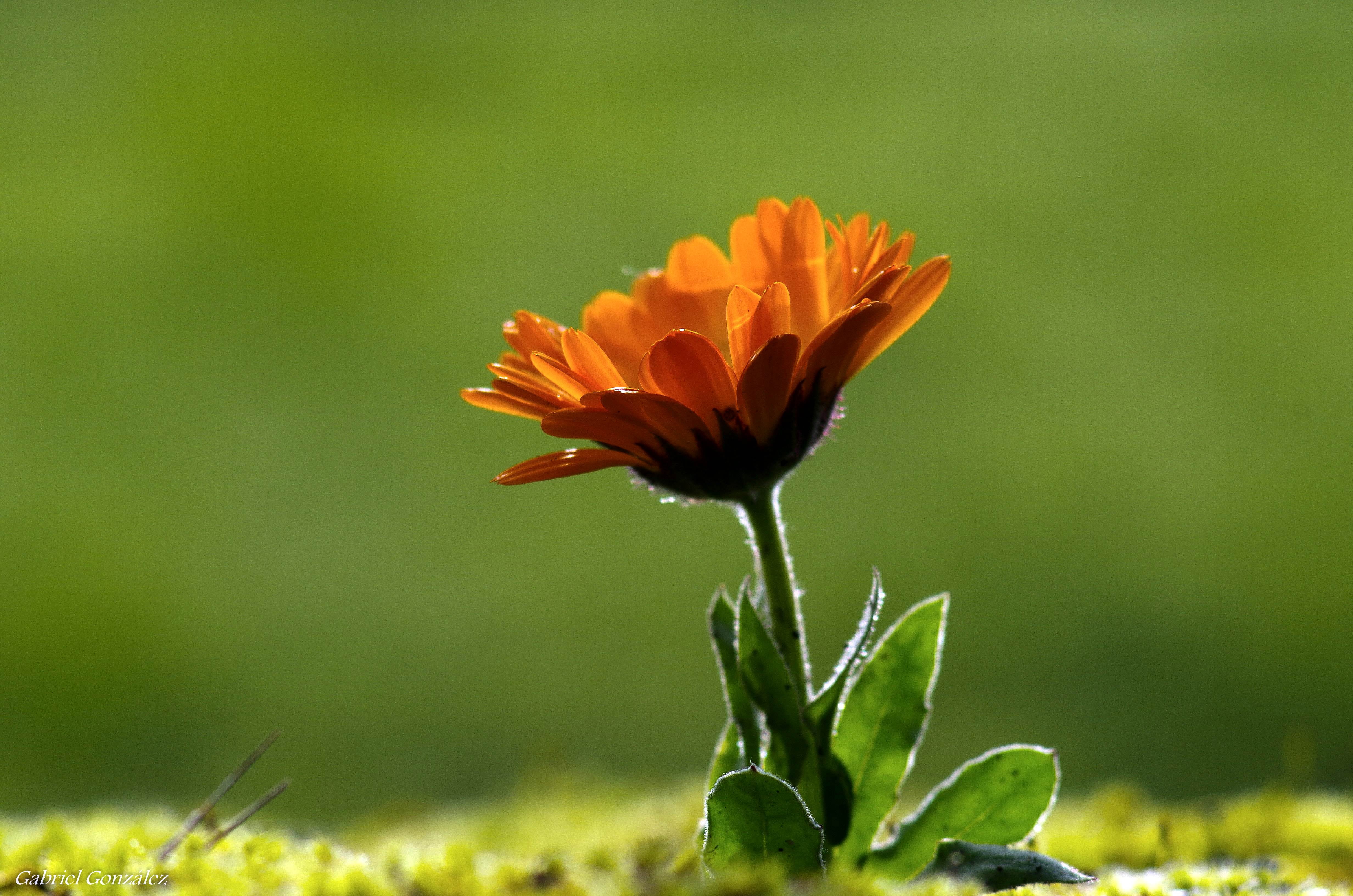 daisy, petaled, flower, petal, plant, Paragon, green Color, macro, nature, orange, bokeh, beauty In Nature, flores, 4K, outdoors, close-up, Super, summer, HD Wallpaper