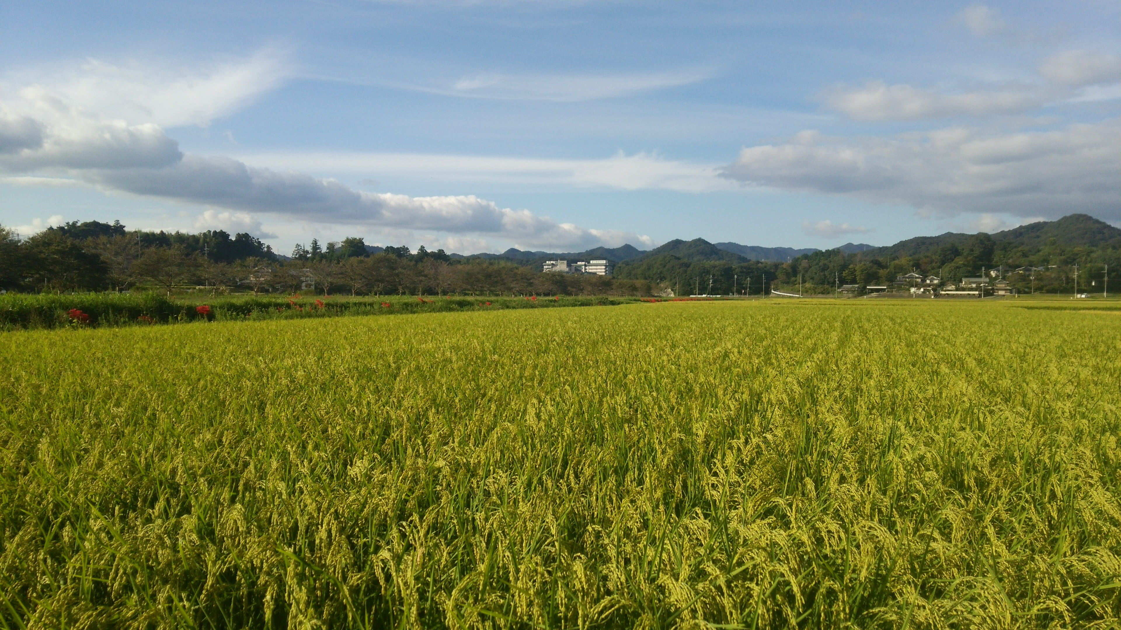nature, mountain, no people, agriculture, grass, sky, crop, land, plant, scenics - nature, environment, Usd, cloud - sky, rural scene, paddock, 4K, Rice, HD Wallpaper
