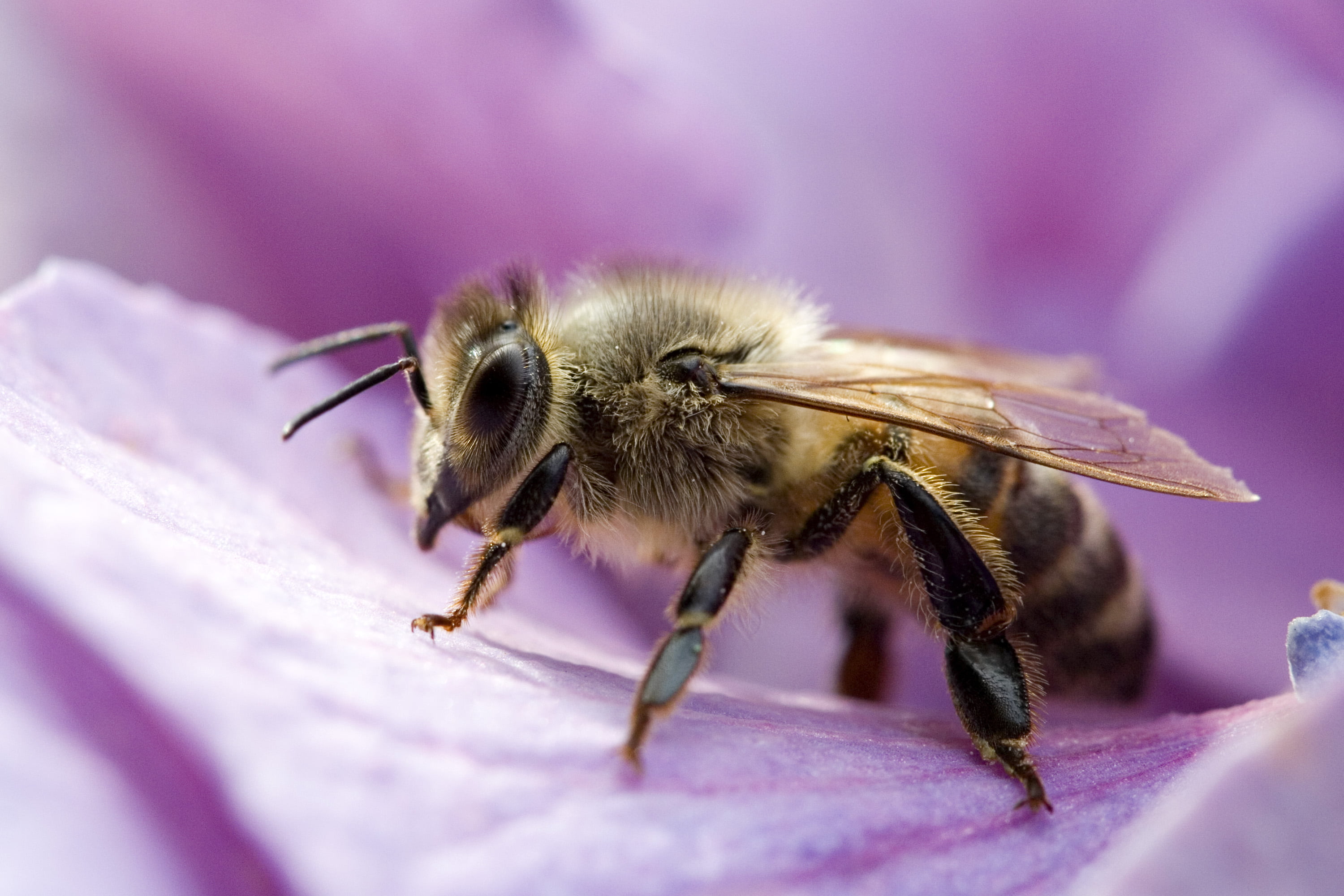 animals, nature, pollination, animal, close-up, macro, photography, NO LIMITS, rossano veneto, pollen, honey, 虫, macro photography, Bee, Photos, flower, HD Wallpaper