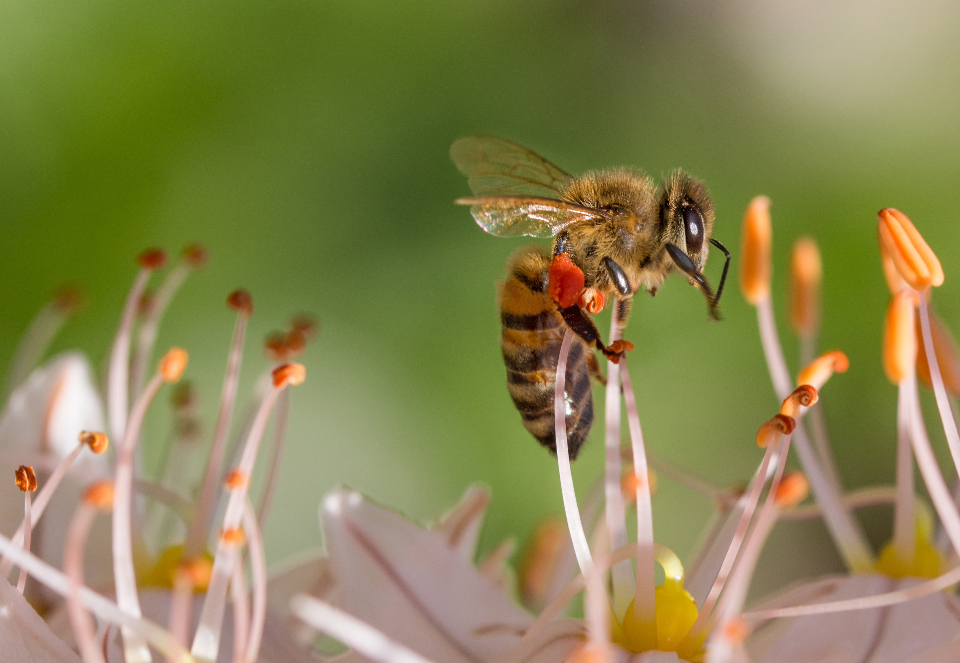 vulnerability, bloom, close-up, insect, petal, beauty in nature, no people, animal wing, animals in the wild, bee, invertebrate, closeup, nectar, photography, HD Wallpaper