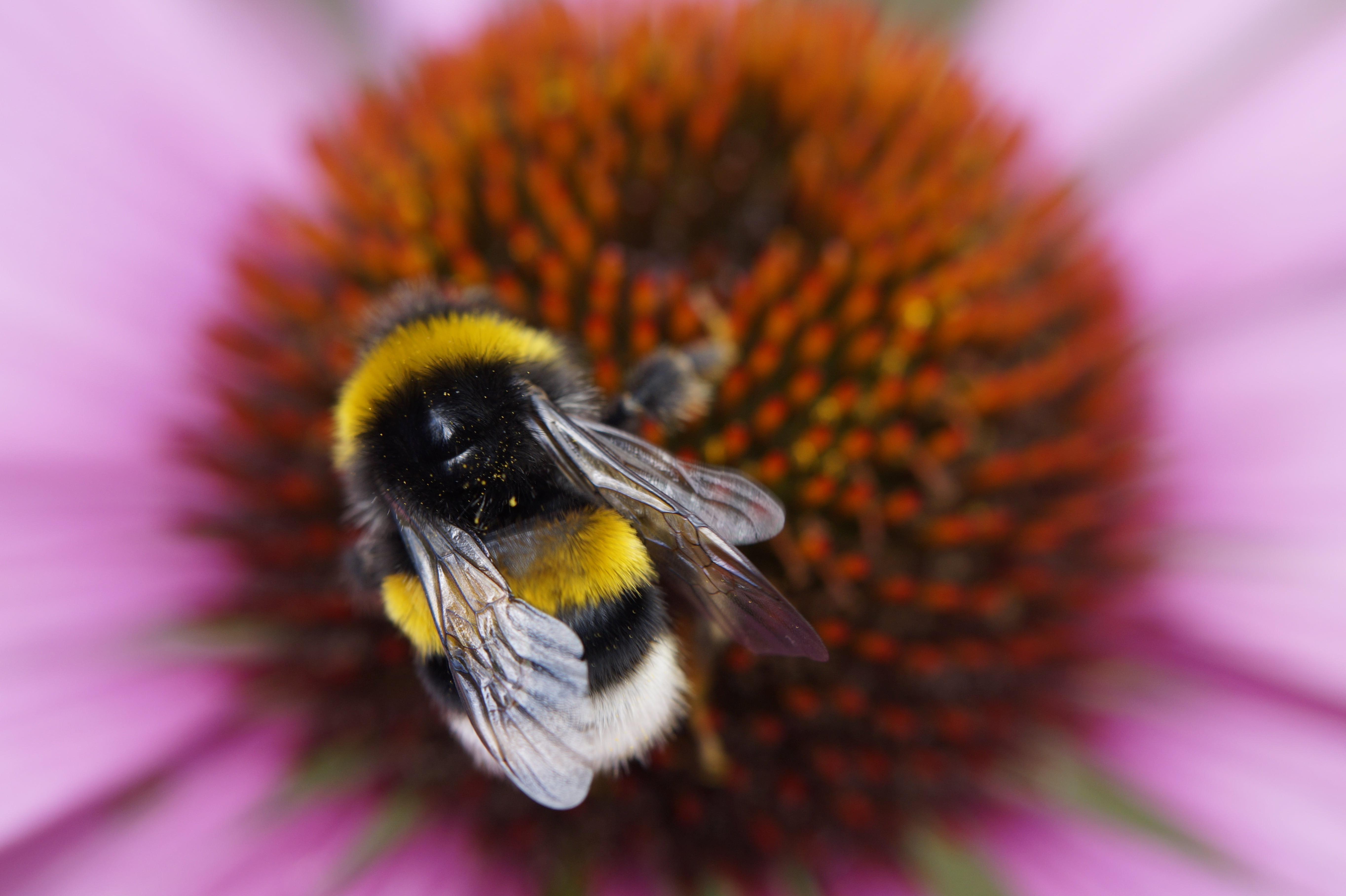 beauty In Nature, fragility, animal, freshness, purple, insect, honey, bumble bee, macro, petal, flower head, white, nature, springtime, one animal, animals in the wild, HD Wallpaper