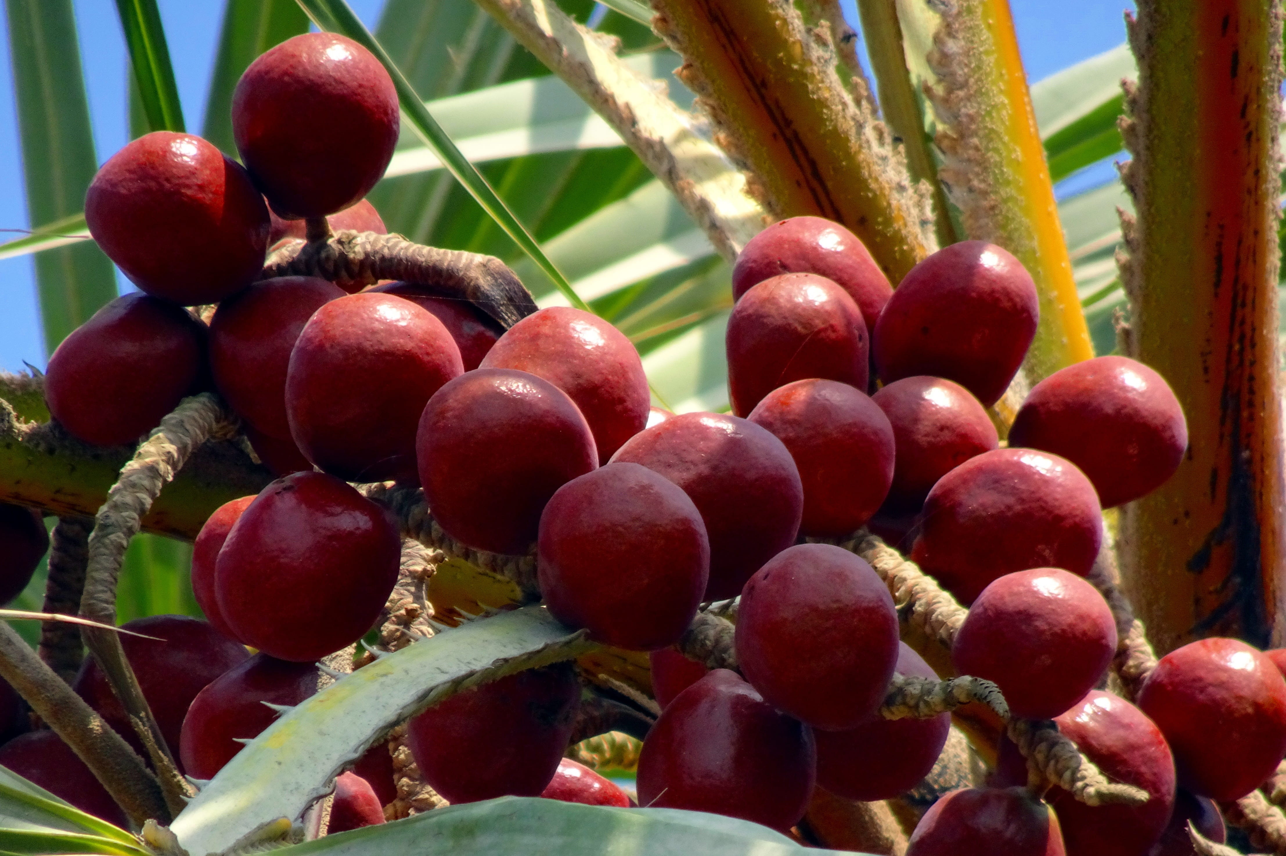 sunlight, tropical, plant, close-up, large group of objects, oval, palm, doum palm, food and drink, beach, exotic, gingerbread tree, food, day, red, freshness, HD Wallpaper