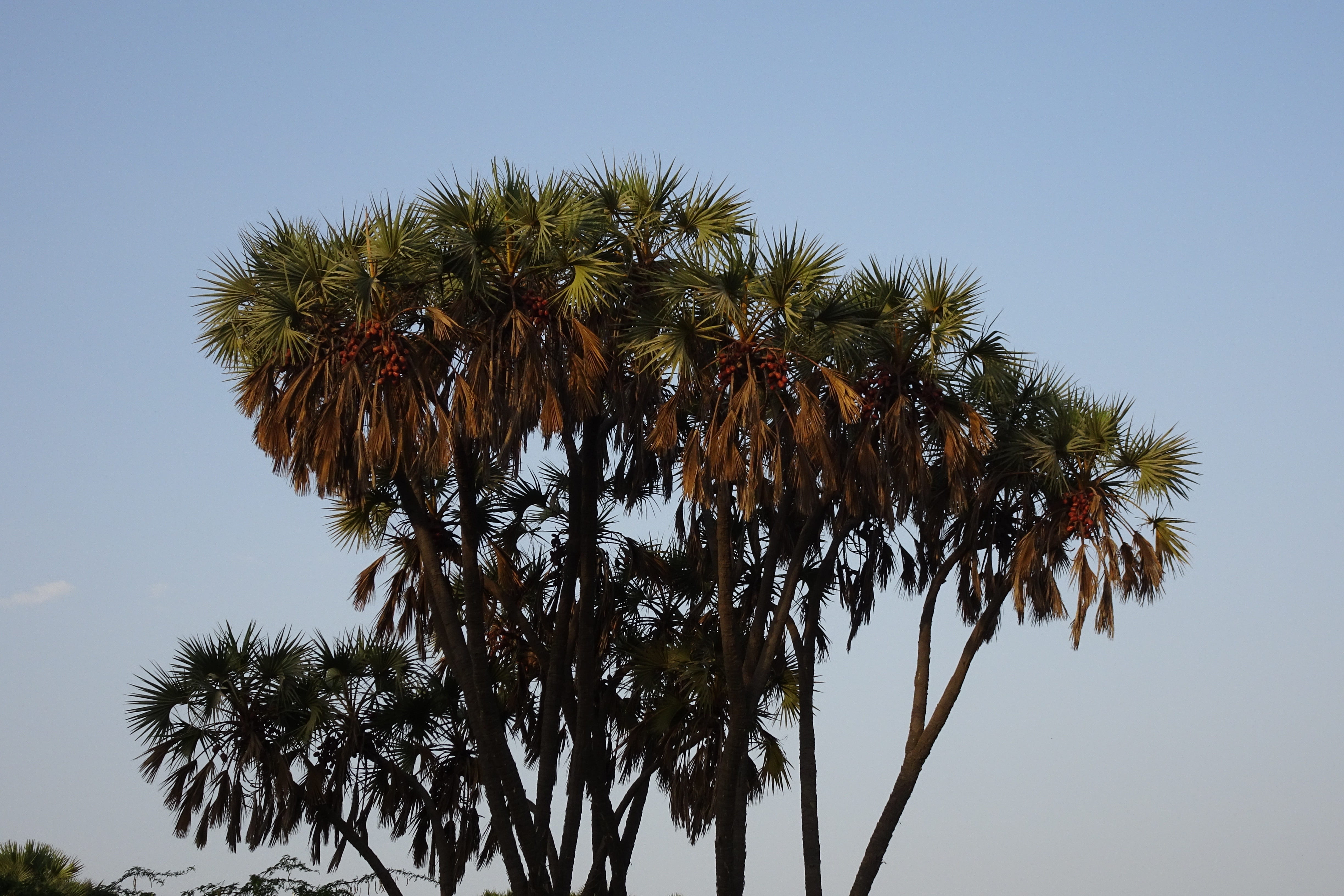 day, nagoya beach, 4K, gingerbread tree, tree, tree trunk, multi-branched, hokka tree, no people, palm tree, growth, low angle view, coconut palm tree, HD Wallpaper