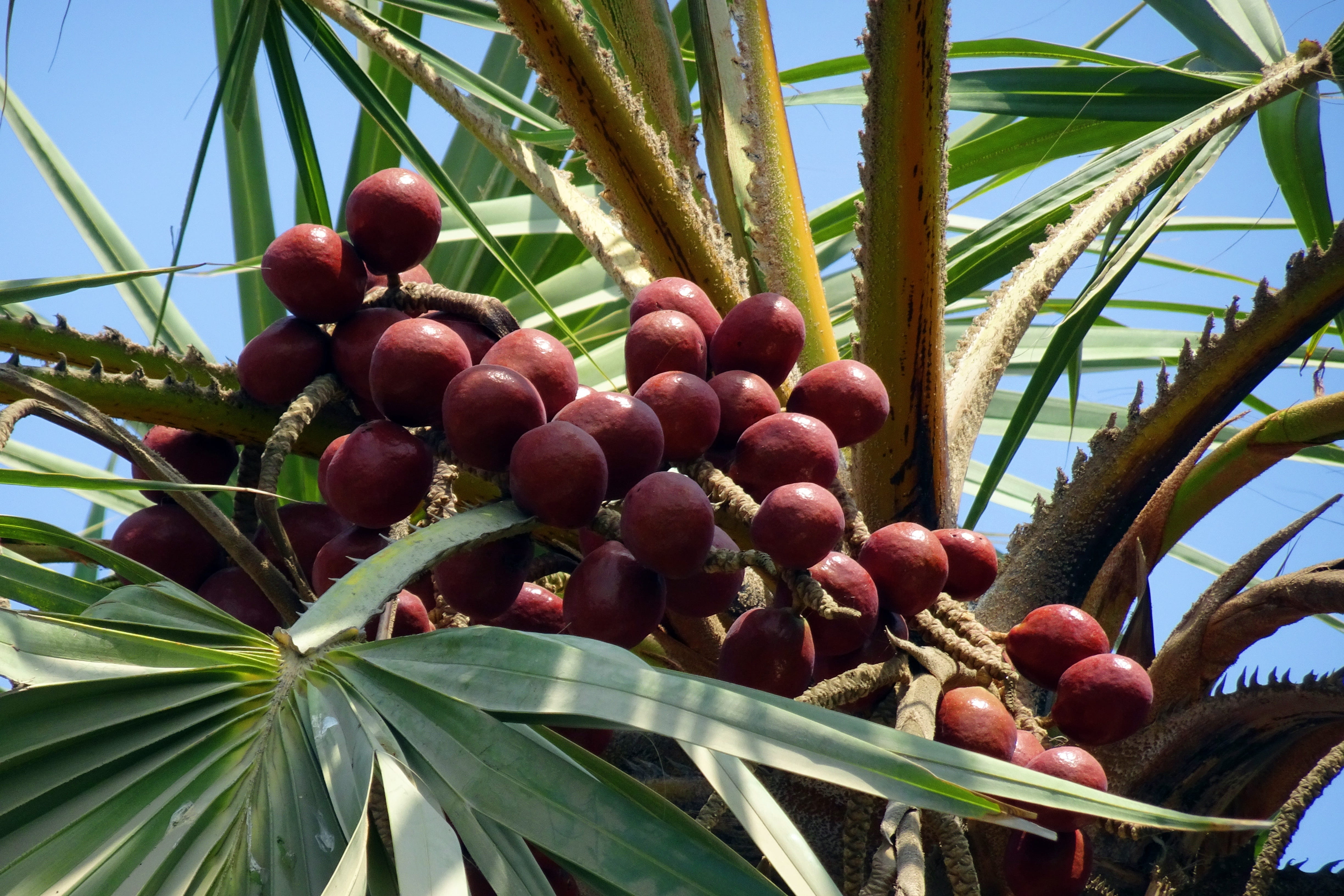 tropical, 4K, diu, day, plant, beach, doum palm, red, nature, palm, healthy eating, hokka tree, hyphaene thebaica, leaf, close-up, nagoya beach, food, HD Wallpaper