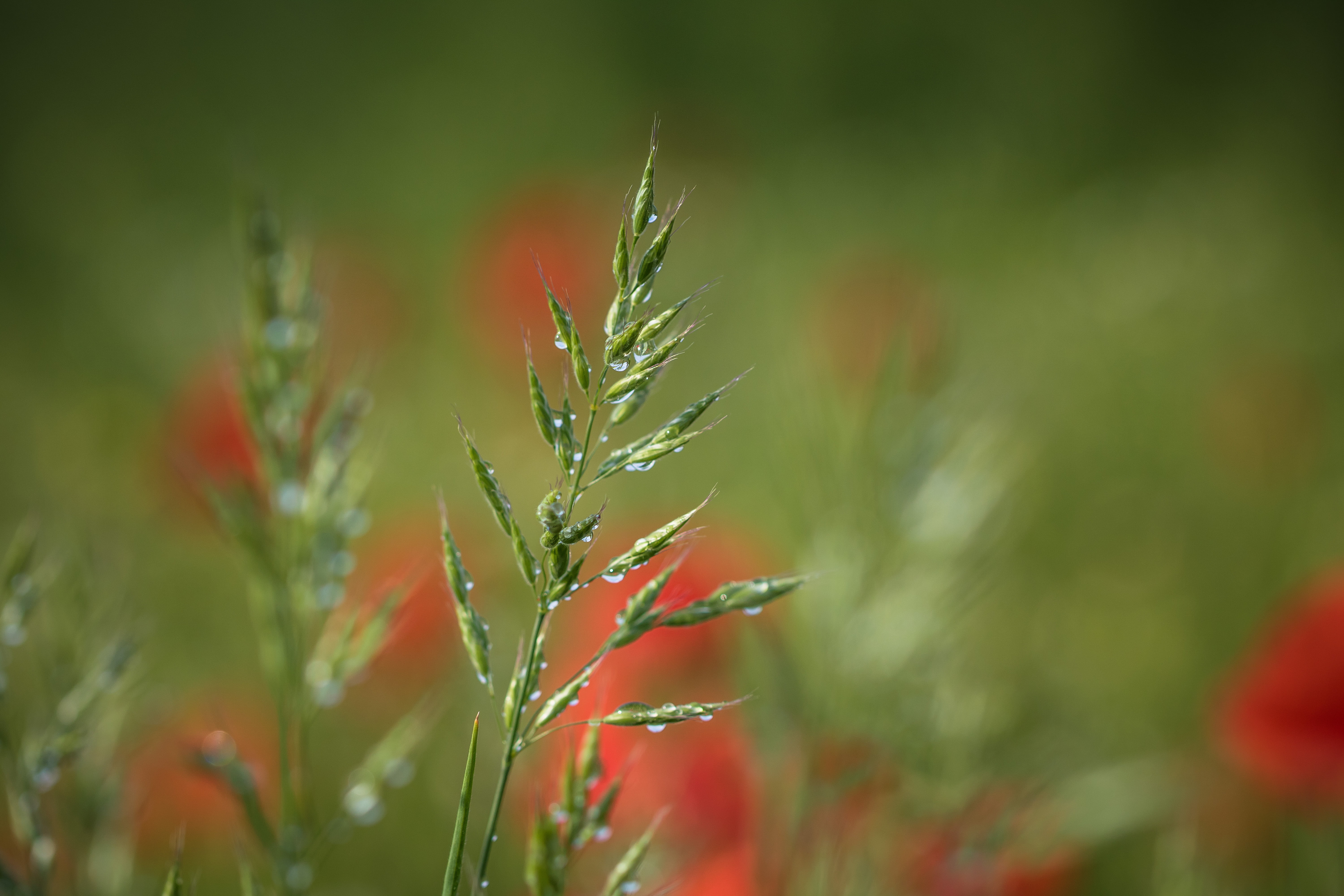 green, dagg, green Color, lens, exif, state, poppy, macro, country, makro, droplets, Söderslätt, plant, city, closeup, focal_length, f/2, aperture, geo:location, HD Wallpaper