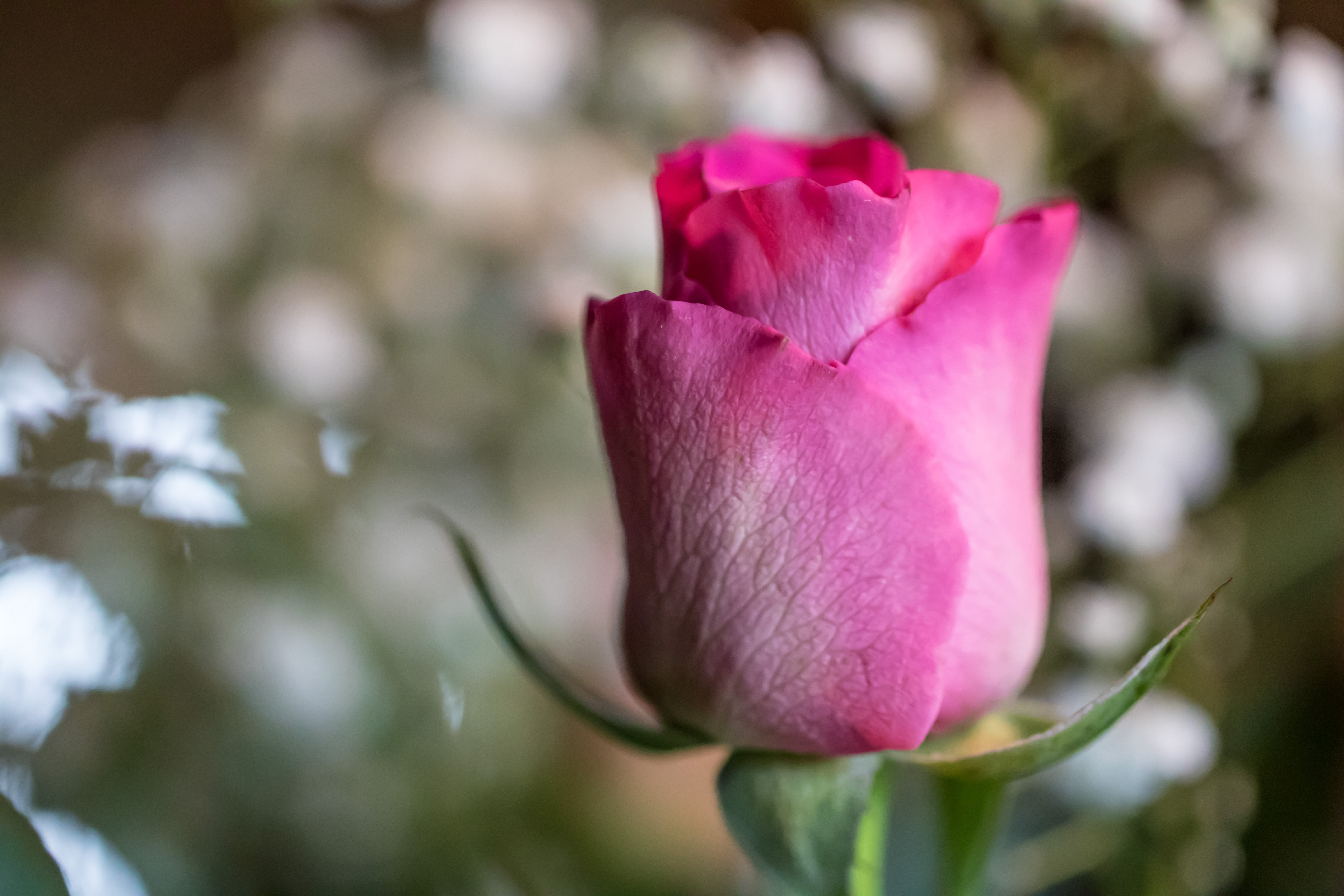 beauty In Nature, focus, state, rose - Flower, flower, exif, mm, city, photography, ƒ / 2,8, nature, rose, Rose  pink, f/2, aperture, pink, geo, 5K, plant, HD Wallpaper
