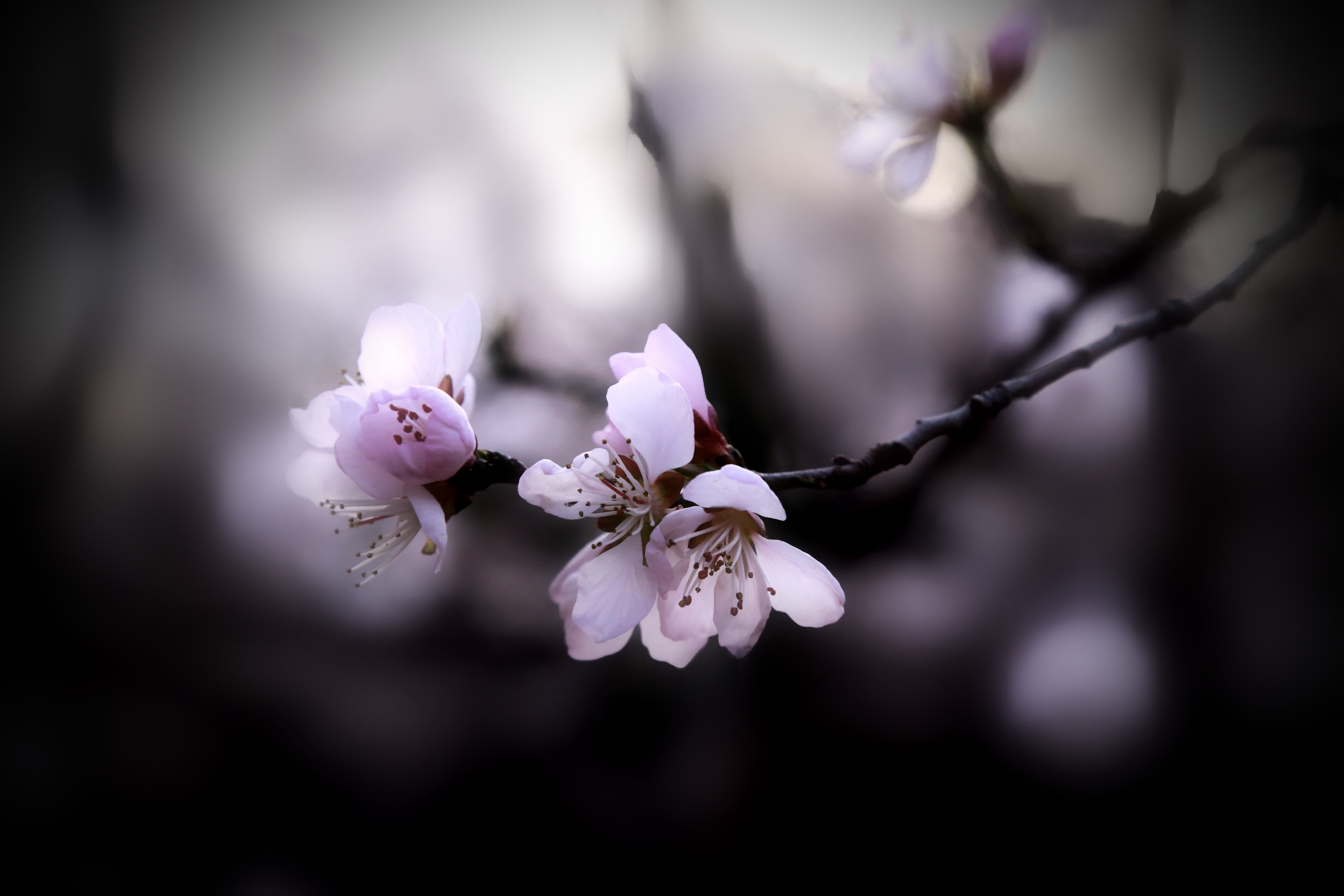 cherry Blossom, flower, plant, pink Color, blossom, branch, flower Head, season, vulnerability, cherry tree, freshness, focus on foreground, pollen, outdoors, HD Wallpaper