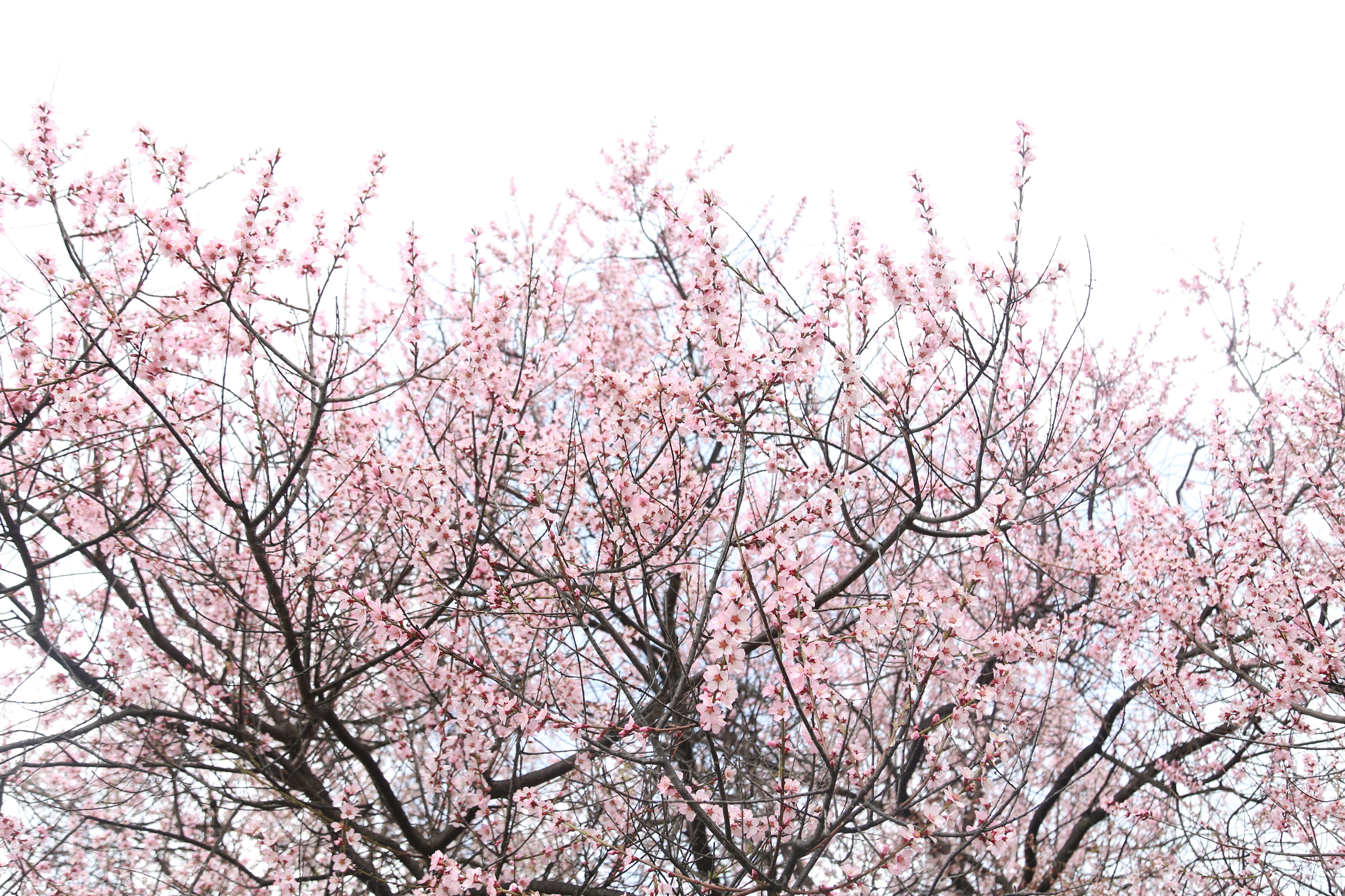 spring, pink color, 5K, branch, plant, pink, cherry tree, growth, no people, tree, sky, flower, peach blossom, plum blossom, day, nature, springtime, flowering plant, HD Wallpaper