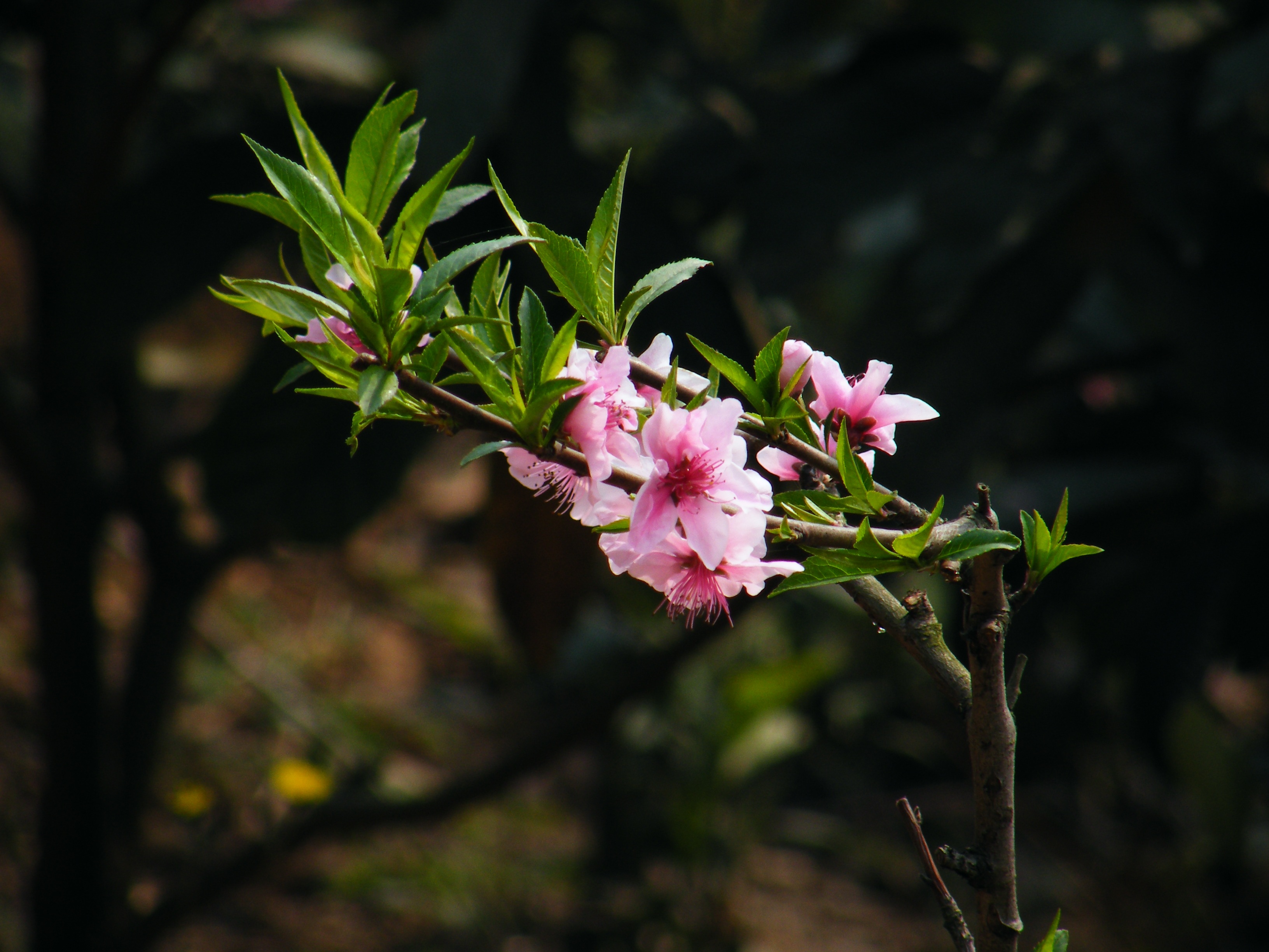 the scenery, leaf, close-up, freshness, chinese new year, petal, plant, flower head, flower, inflorescence, pink color, vulnerability, fragility, focus on foreground, HD Wallpaper