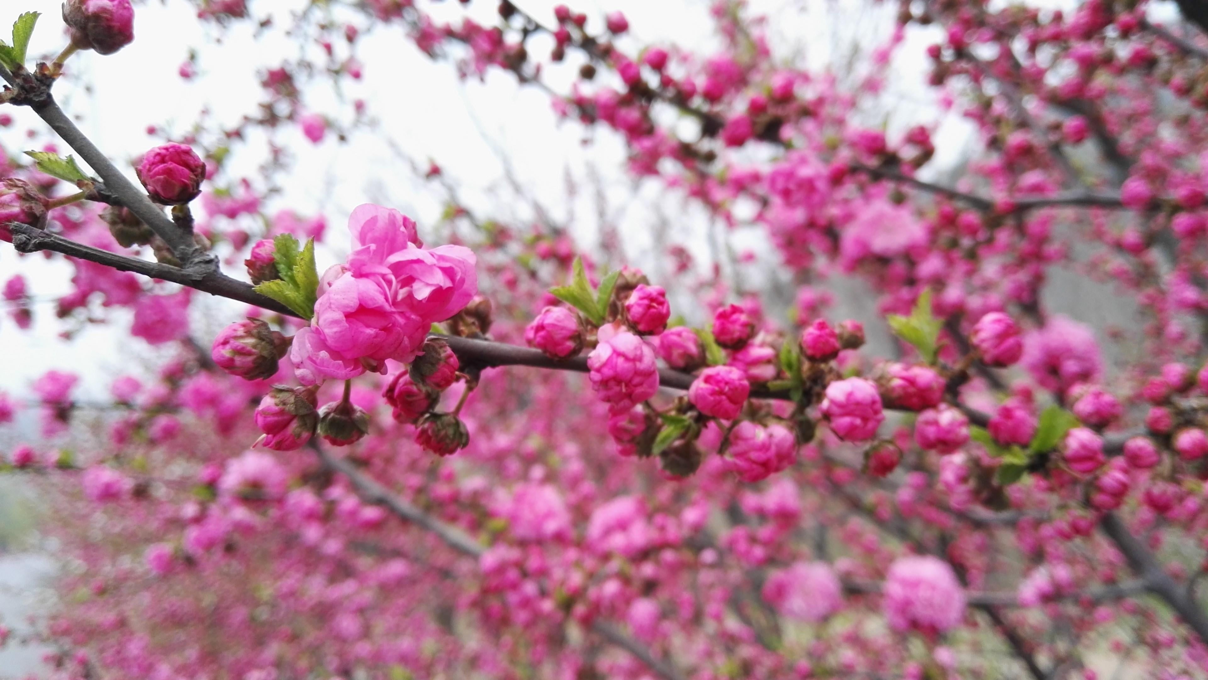 freshness, spring, plant, tree, twig, flowering plant, cherry tree, branch, beauty in nature, selective focus, flower head, cherry blossom, 4K, blossom, HD Wallpaper