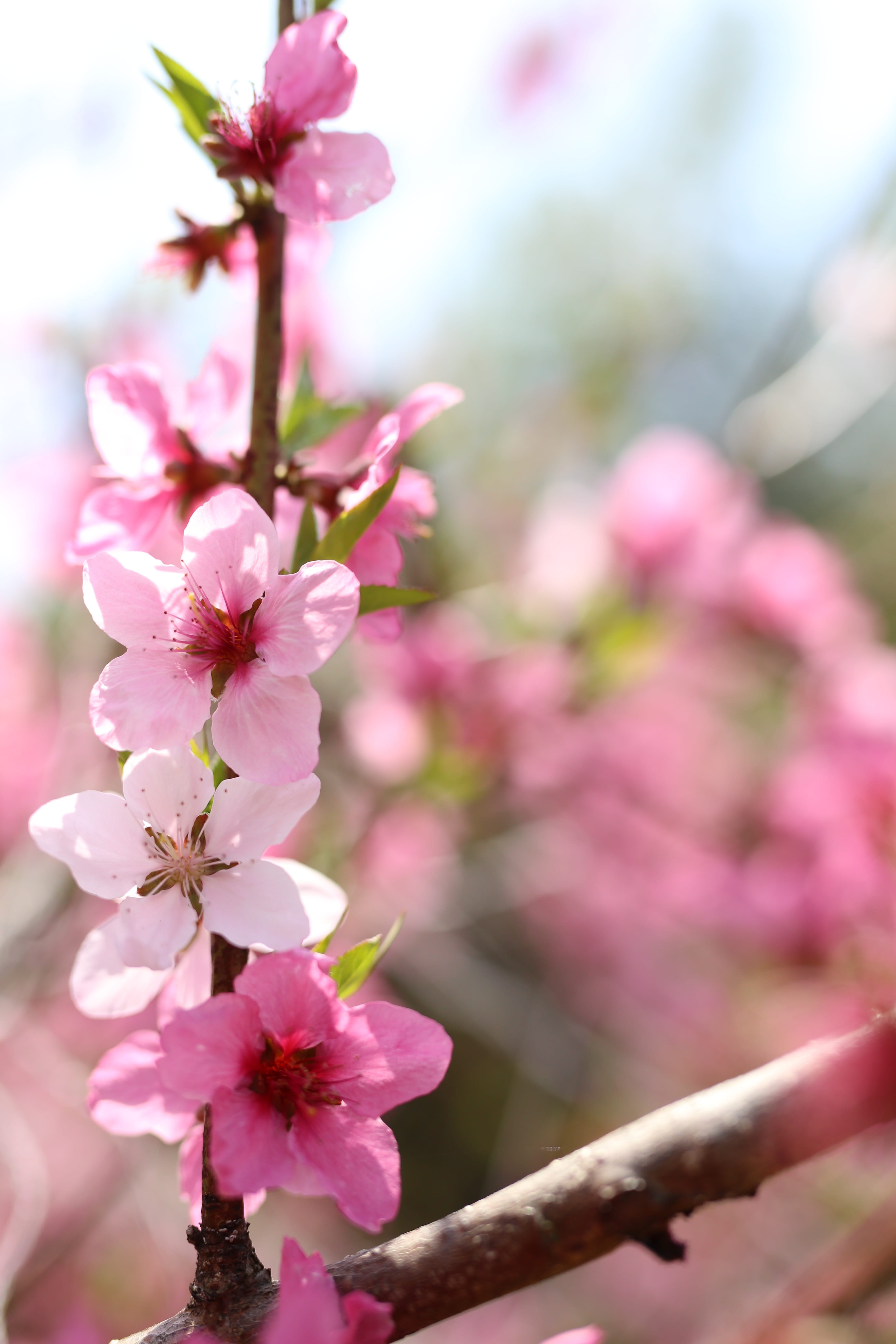 peach blossom, springtime, pink color, Peach Blossom, Spring, beauty in nature, pollen, focus on foreground, Spring Flowers, spring, petal, close-up, growth, Phone HD Wallpaper