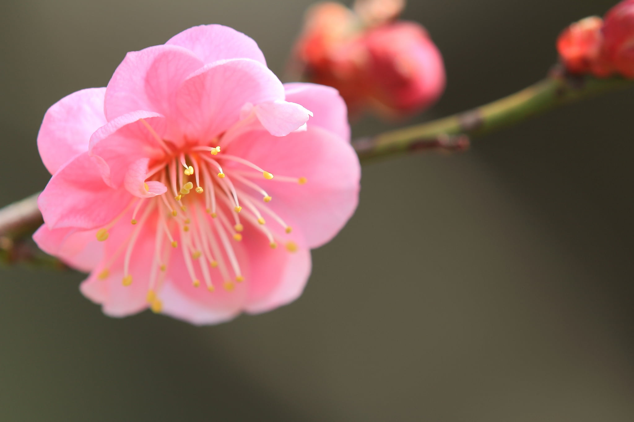 color Image, branch, 1080P, petal, focus on foreground, bud, growth, beauty In Nature, pollen, blossom, blossoming, cherry tree, pink, flowering plant, HD Wallpaper