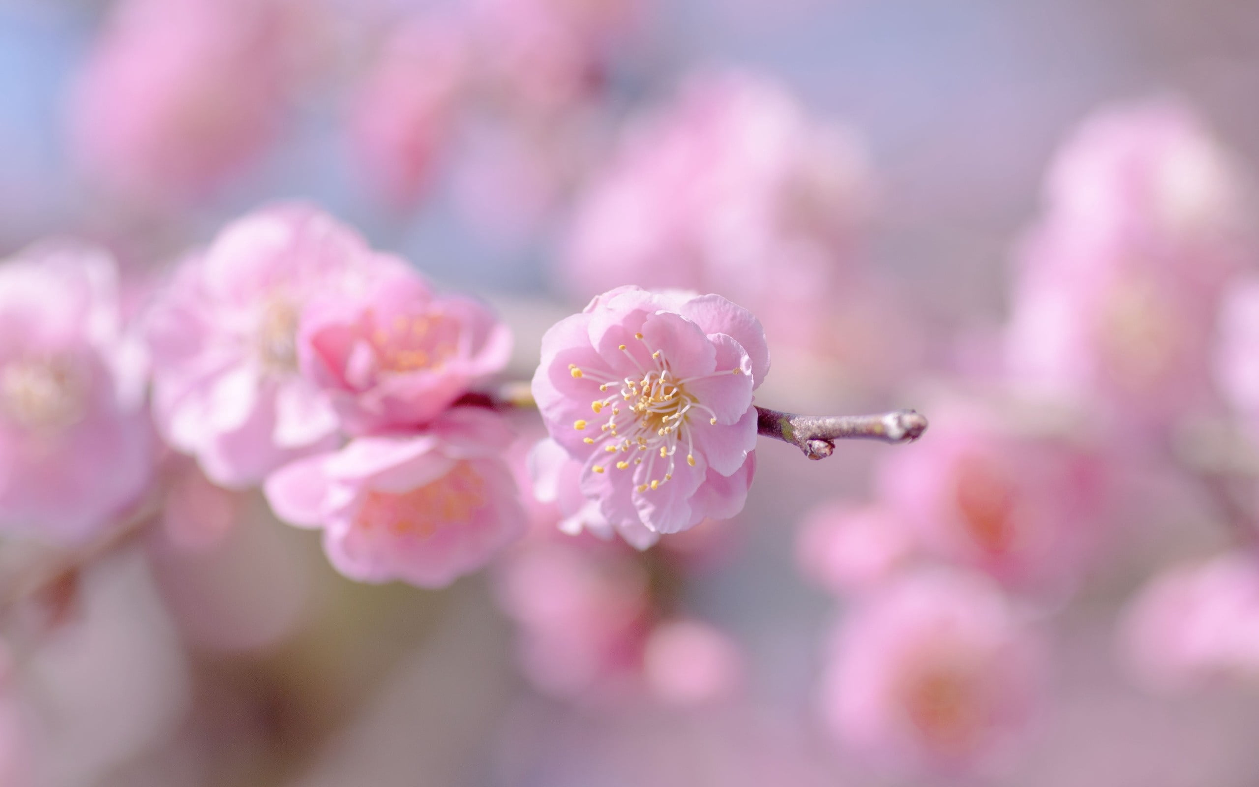 tree, sakura, flowers, cherry Blossom, 2K, flower Head, petals, softness, growth, botany, close-up, inflorescence, cherry, flower, summer, cherry tree, HD Wallpaper